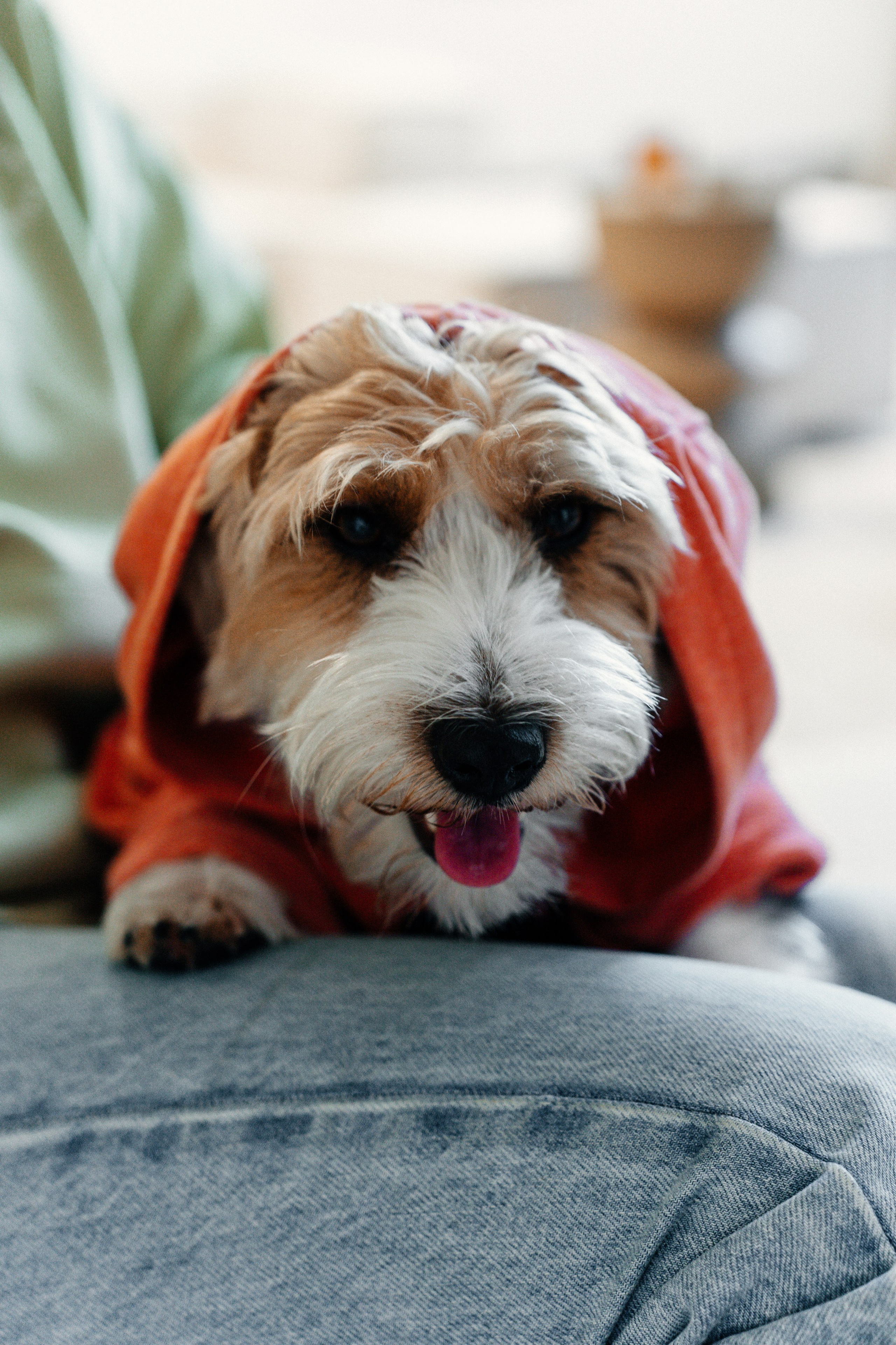 Красота хвостатых глазами хозяйки. Ваш семейный фотограф в Минске — Вика Трегубова