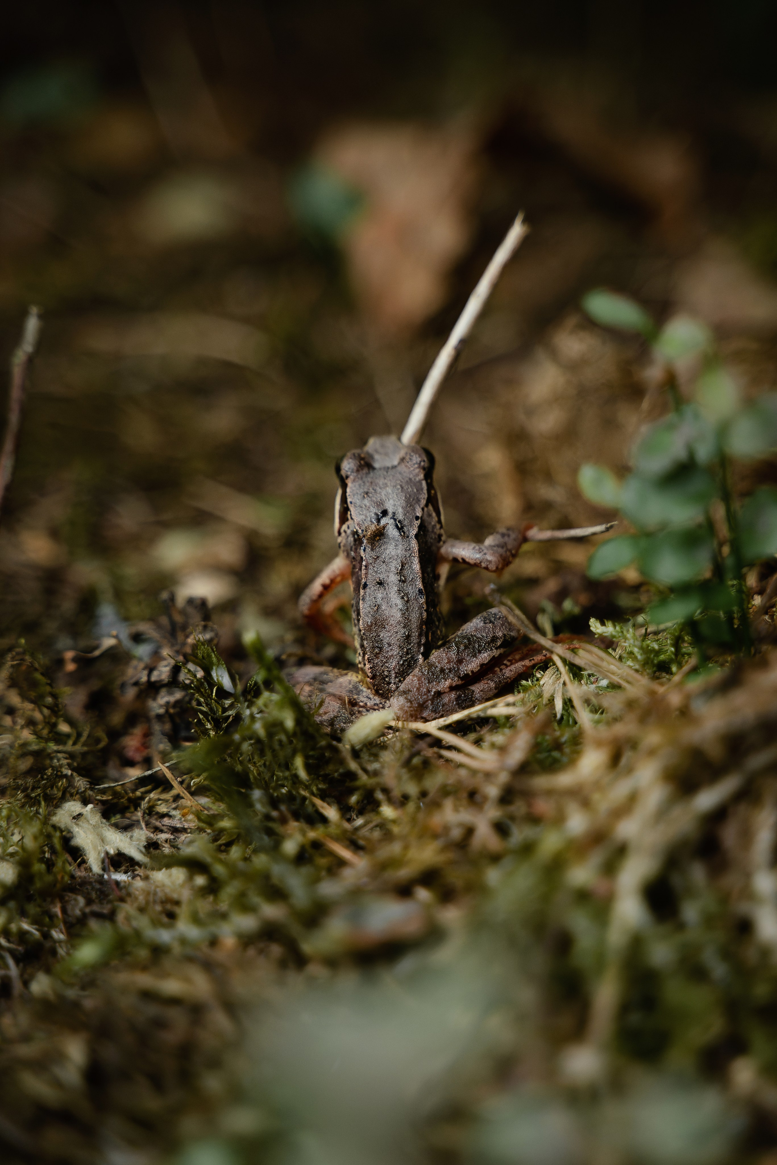 DZEN FOREST. Репортажный и свадебный фотограф в Минске Шамко Анатолий