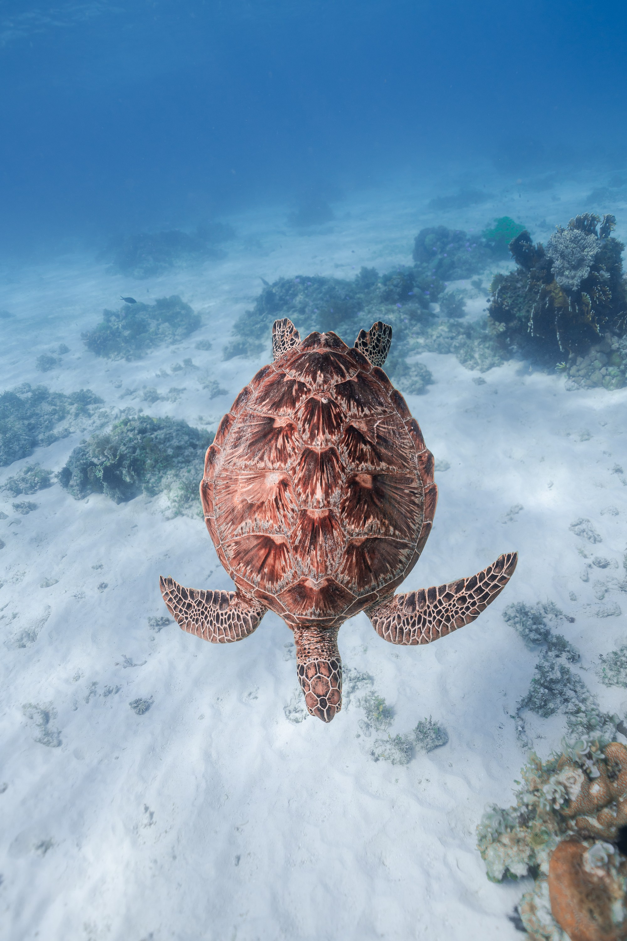 Черепахи. Подводный фотограф на Филиппинах Синицина Дарья