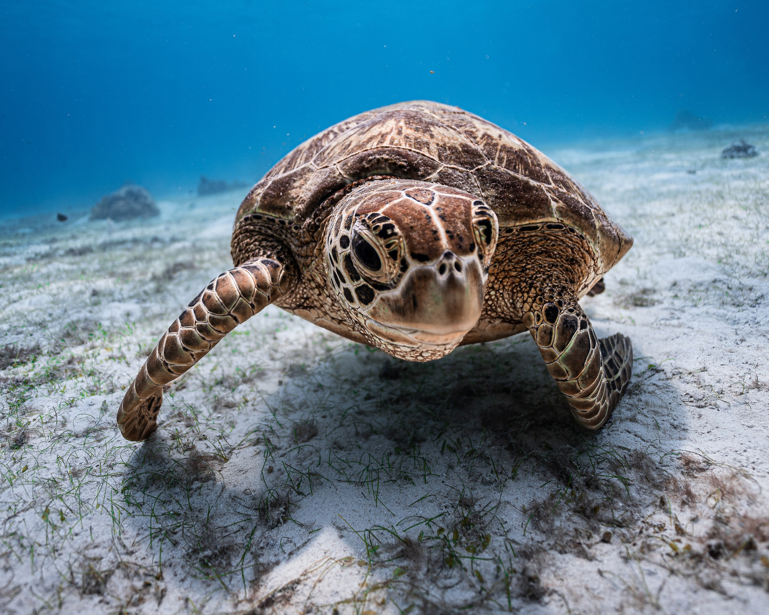 Черепахи. Подводный фотограф на Филиппинах Синицина Дарья