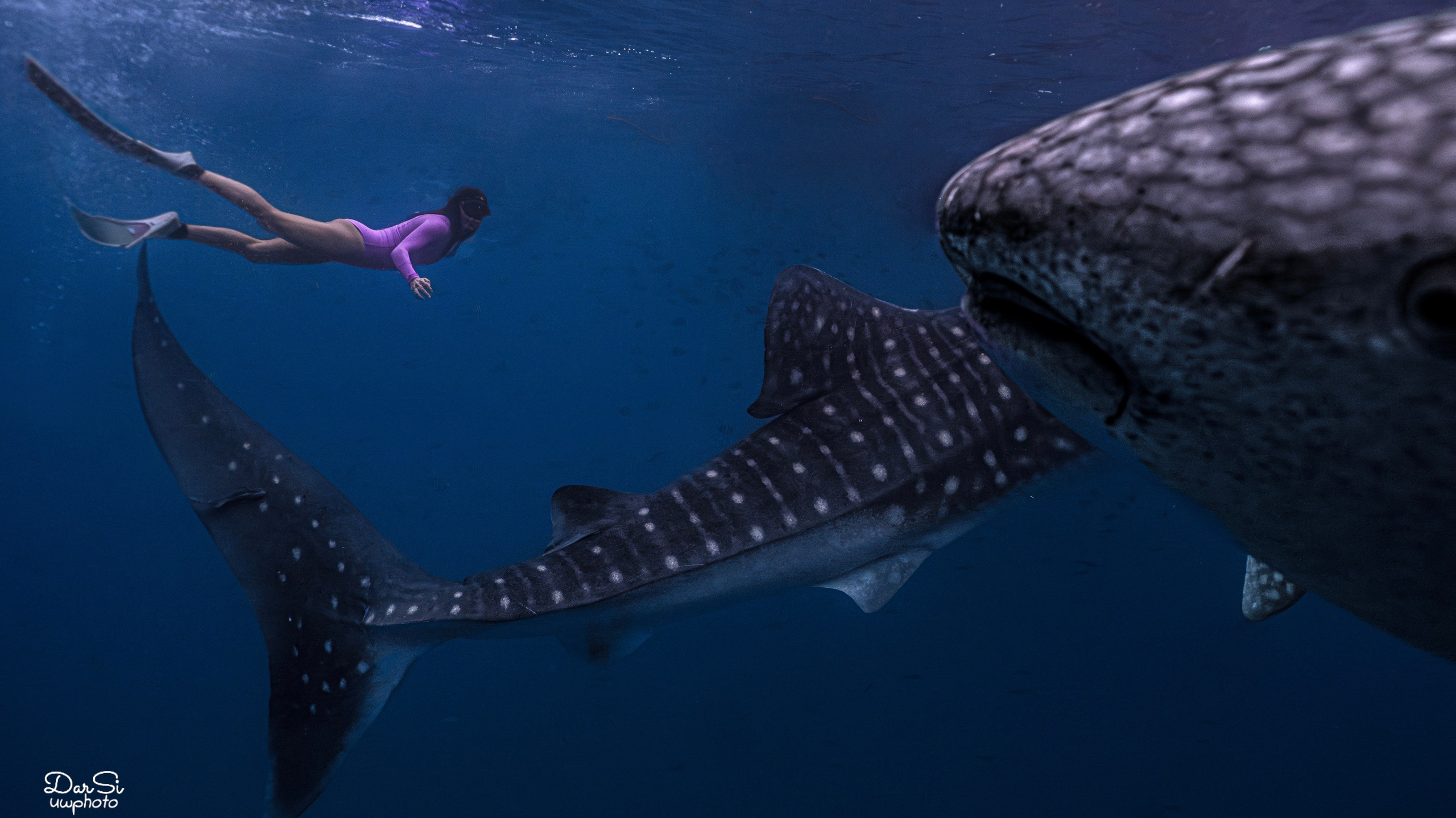 Фотосессия с китовыми акулами. Underwater Photographer in the Philippines — Daria Sinitsina