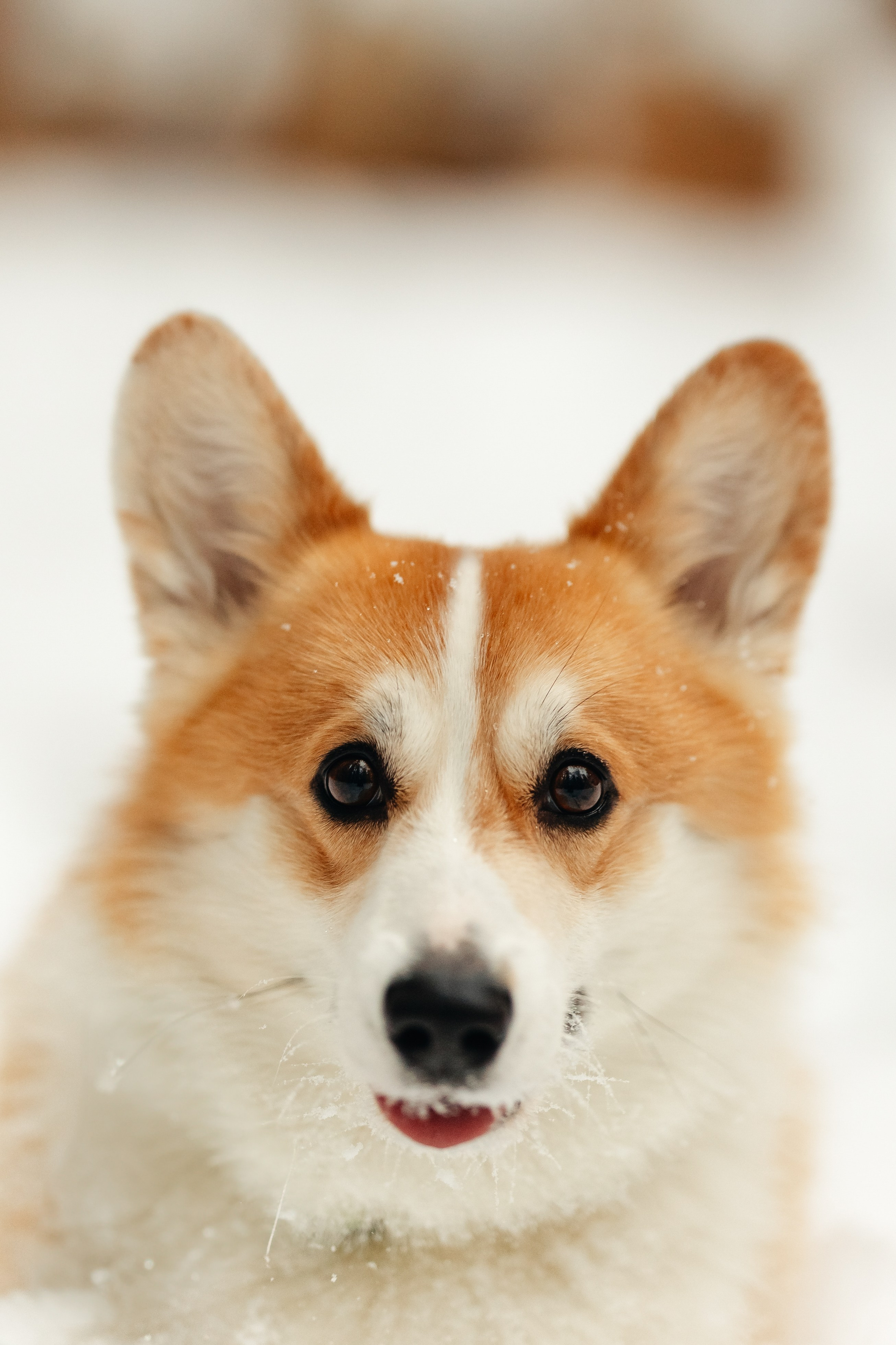 Ирина и малыш Бакс. Ирина Бешляга. Фотограф в Москве и по всей России