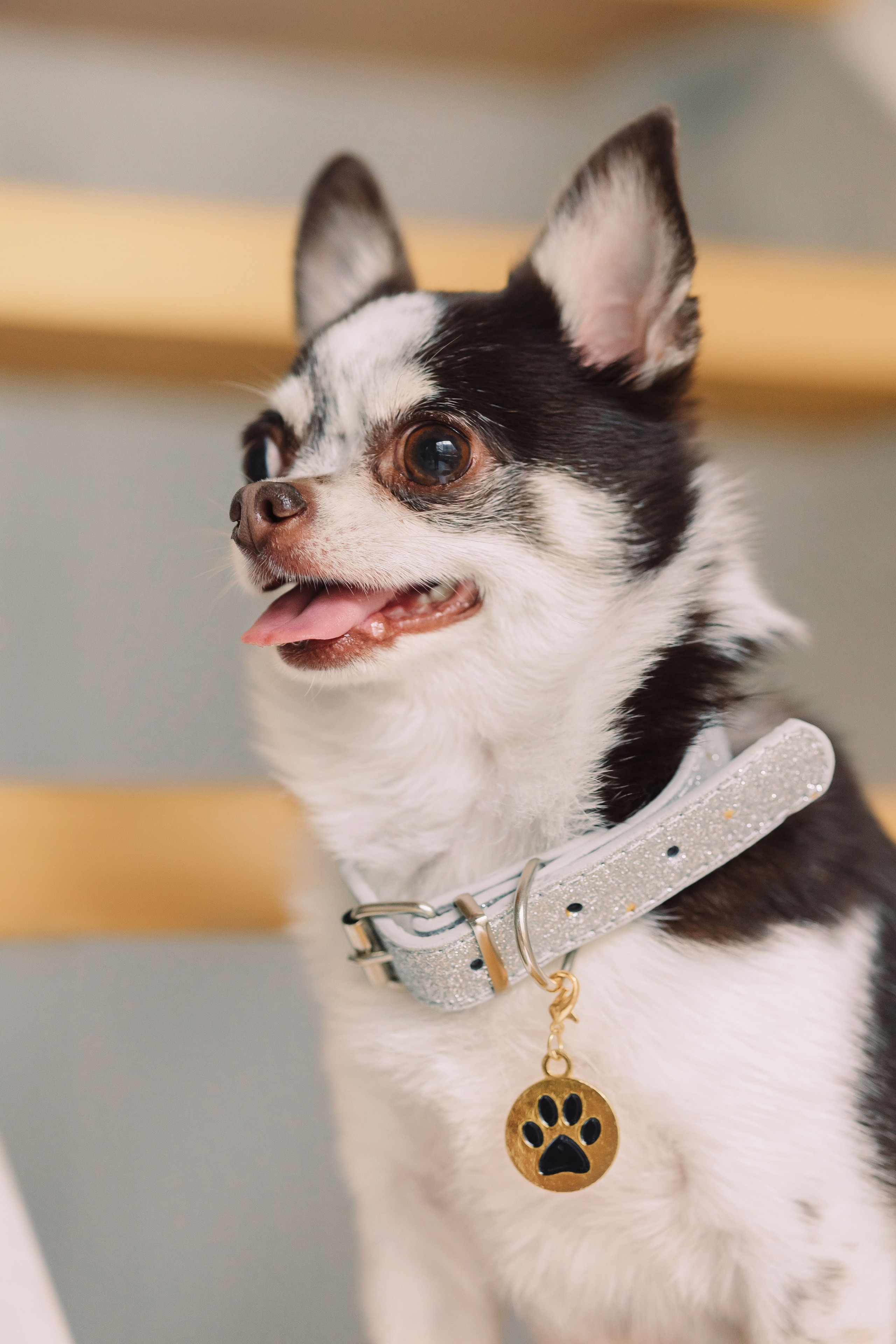 Магазин Friend of mine. Фотограф-анималист Елена Радченко, Москва