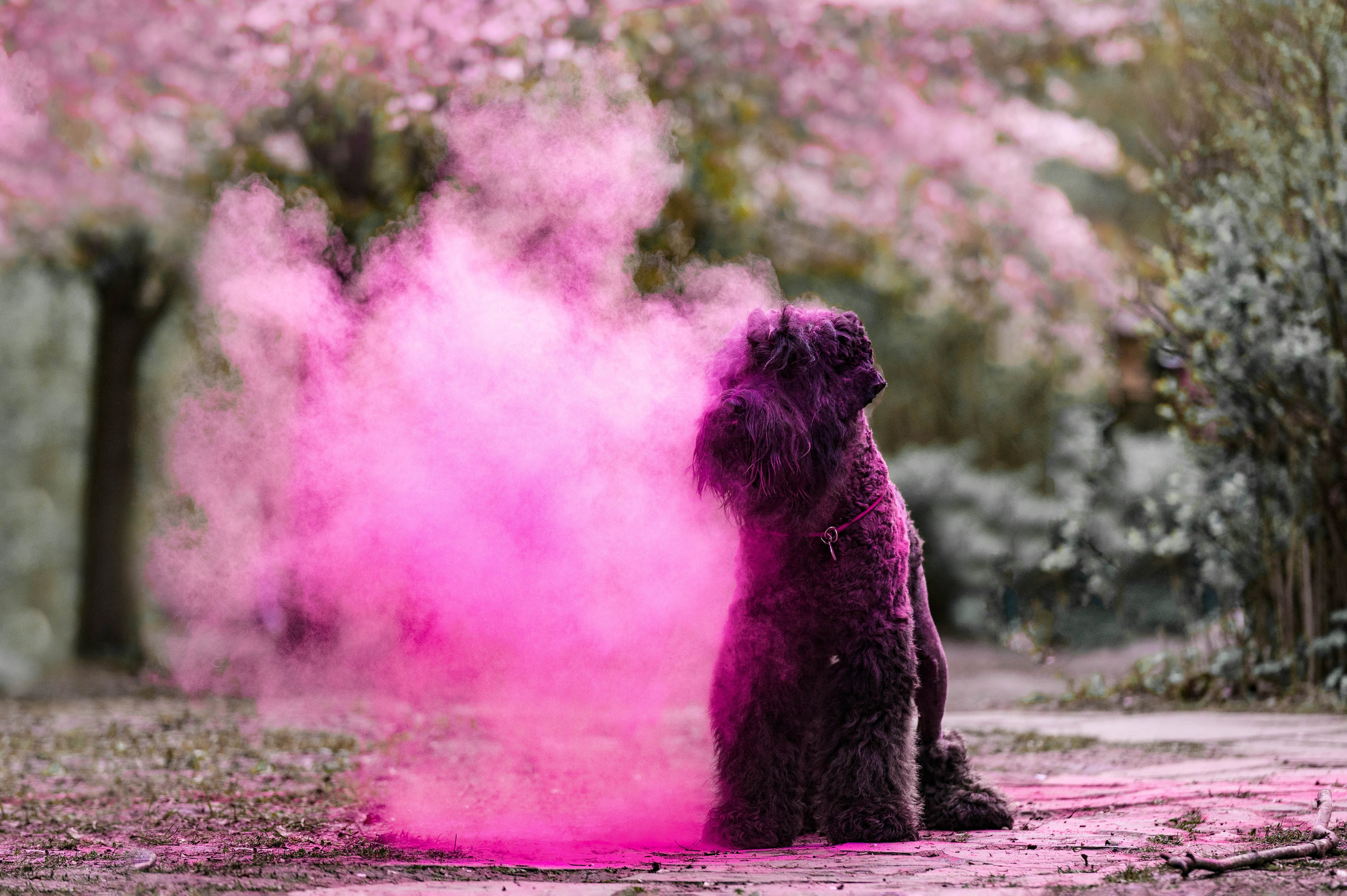 Черныши, сакура и краски холи. Фотограф-анималист