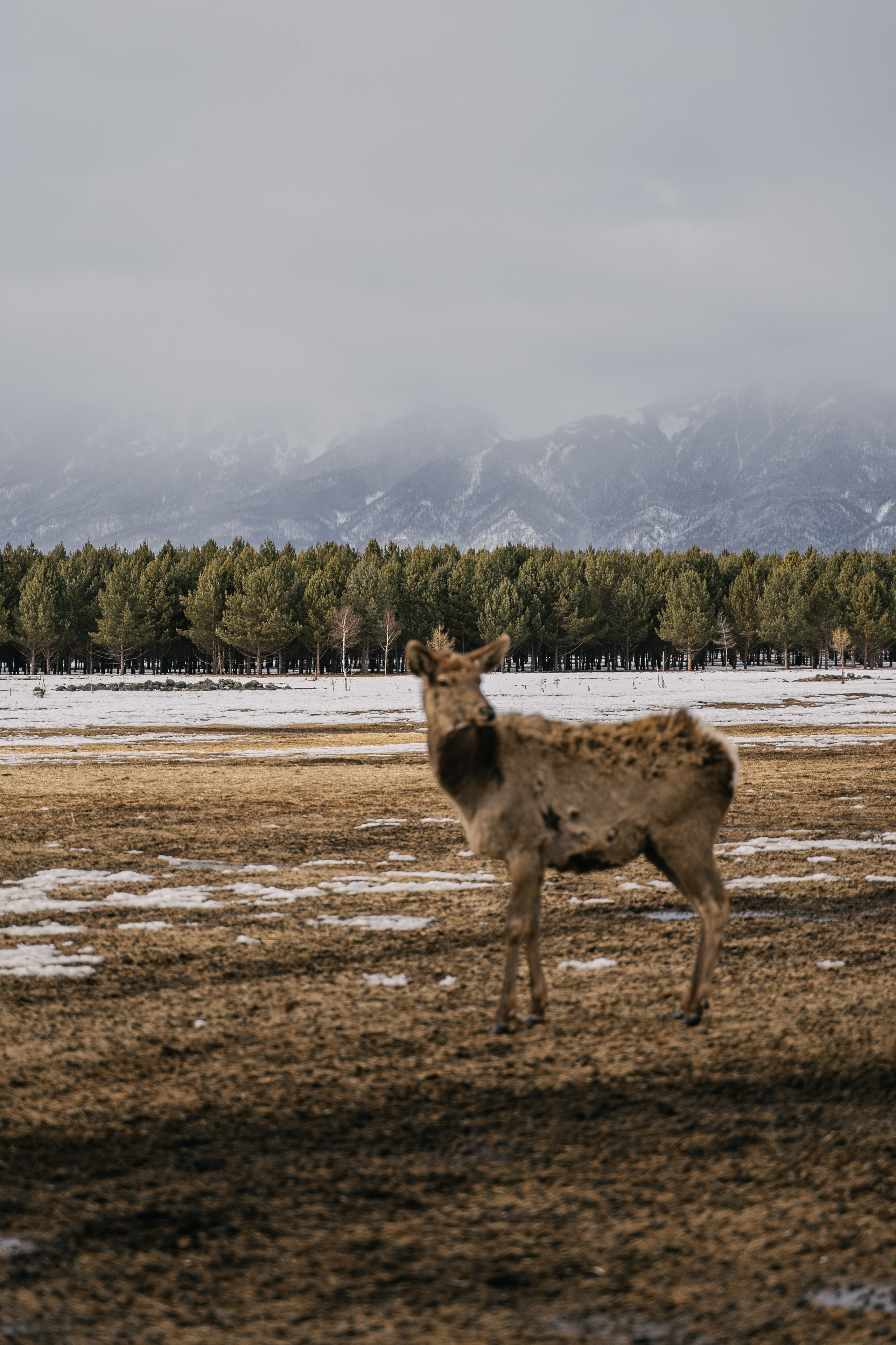 Бурятия, Аршан 2024. Фотограф Ольга Пучкова