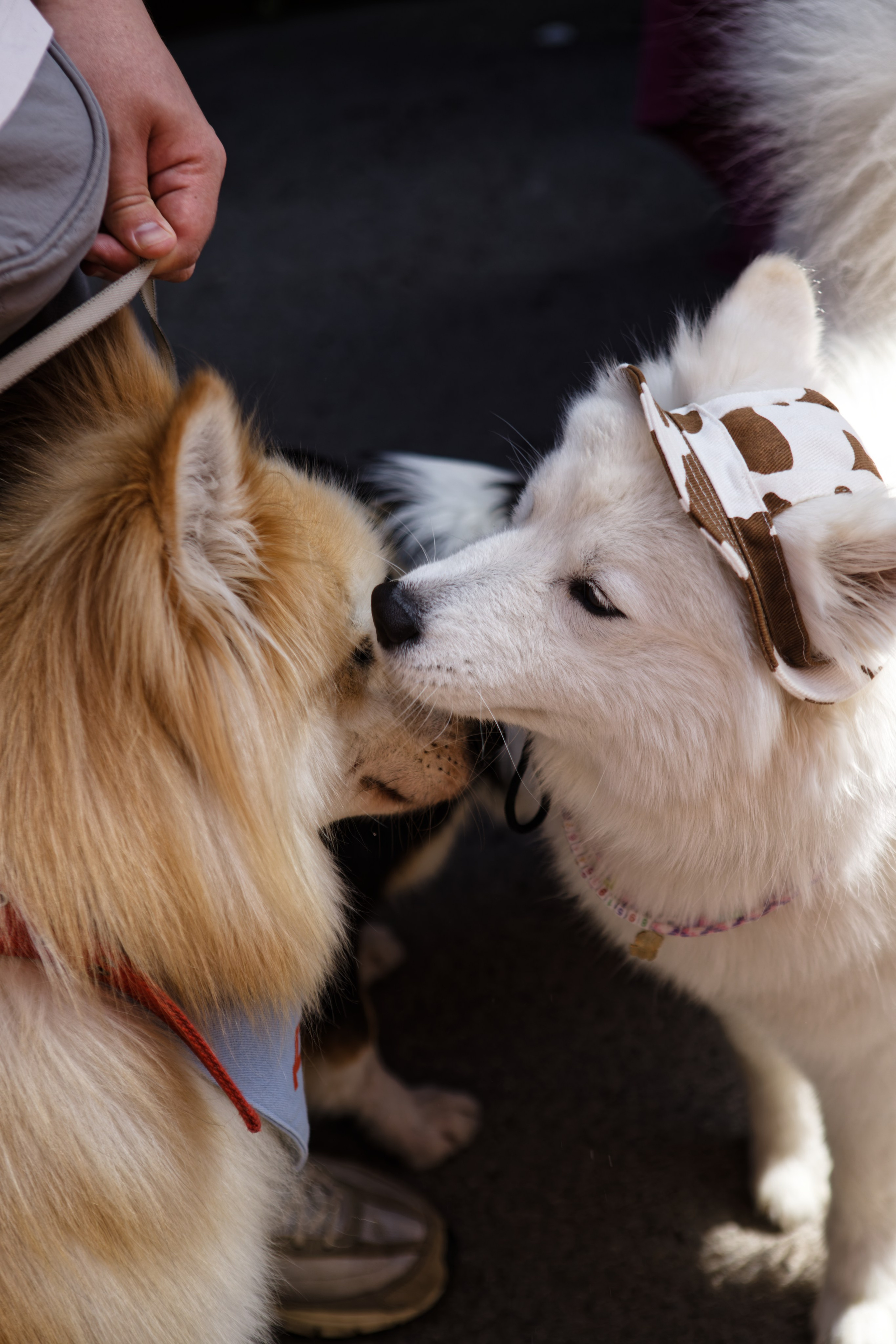 Вечеринка для собак Oh my dog 20.07.2025. Репортажный и спортивный фотограф в г. Пермь Зильберг Павел
