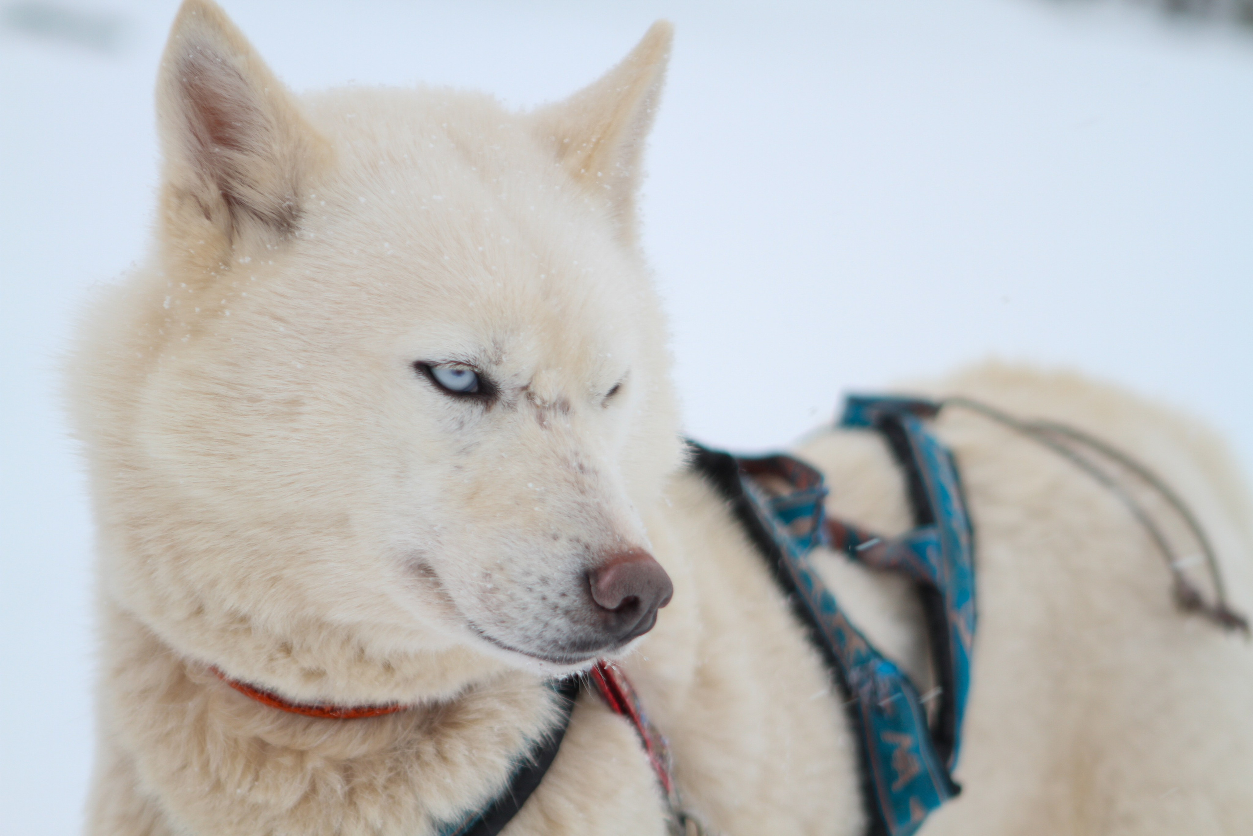 Мир животных. Репортажный и спортивный фотограф в г. Пермь Зильберг Павел