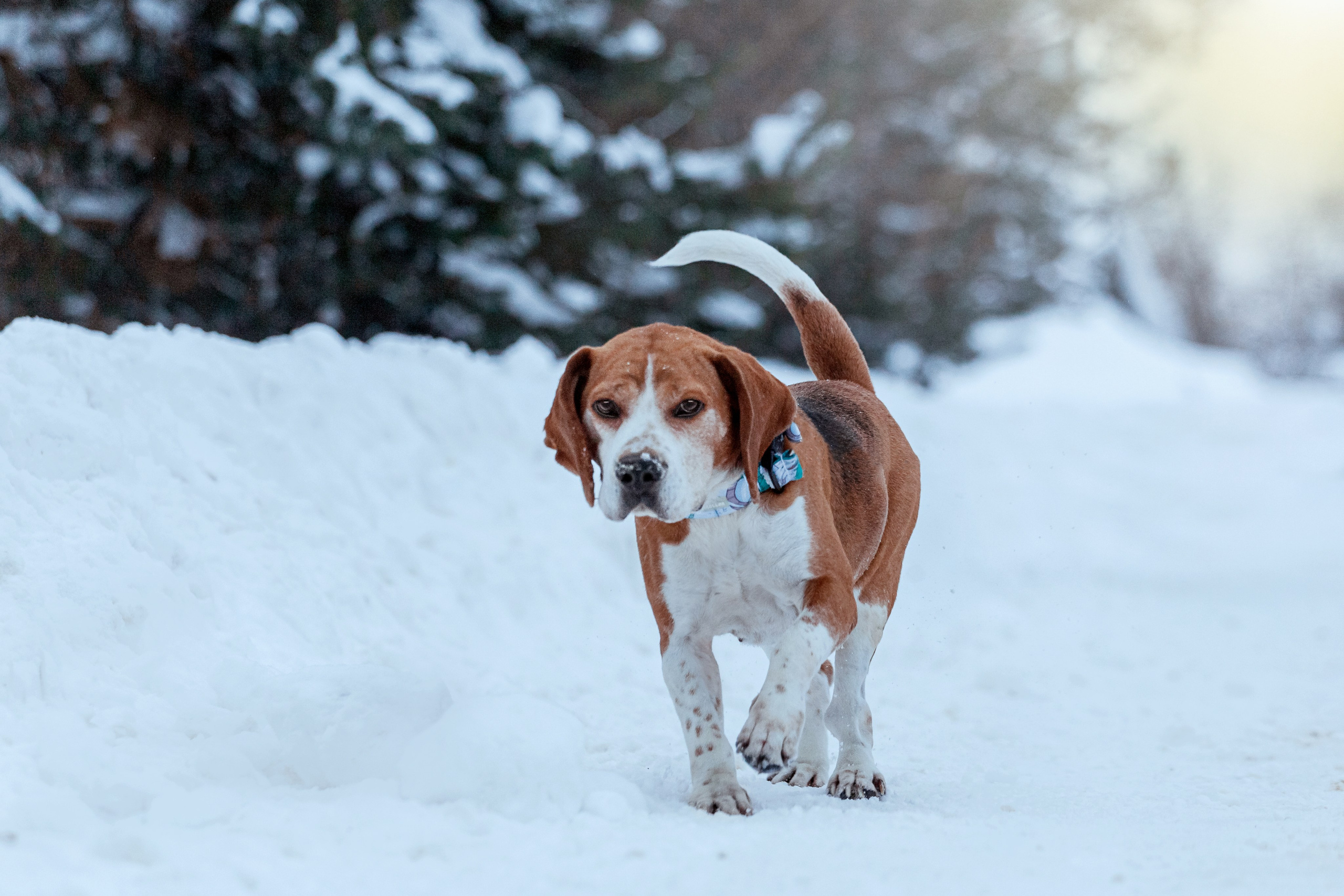 Дом для Биглей 2023. Фотограф-анималист Татьяна Степанова