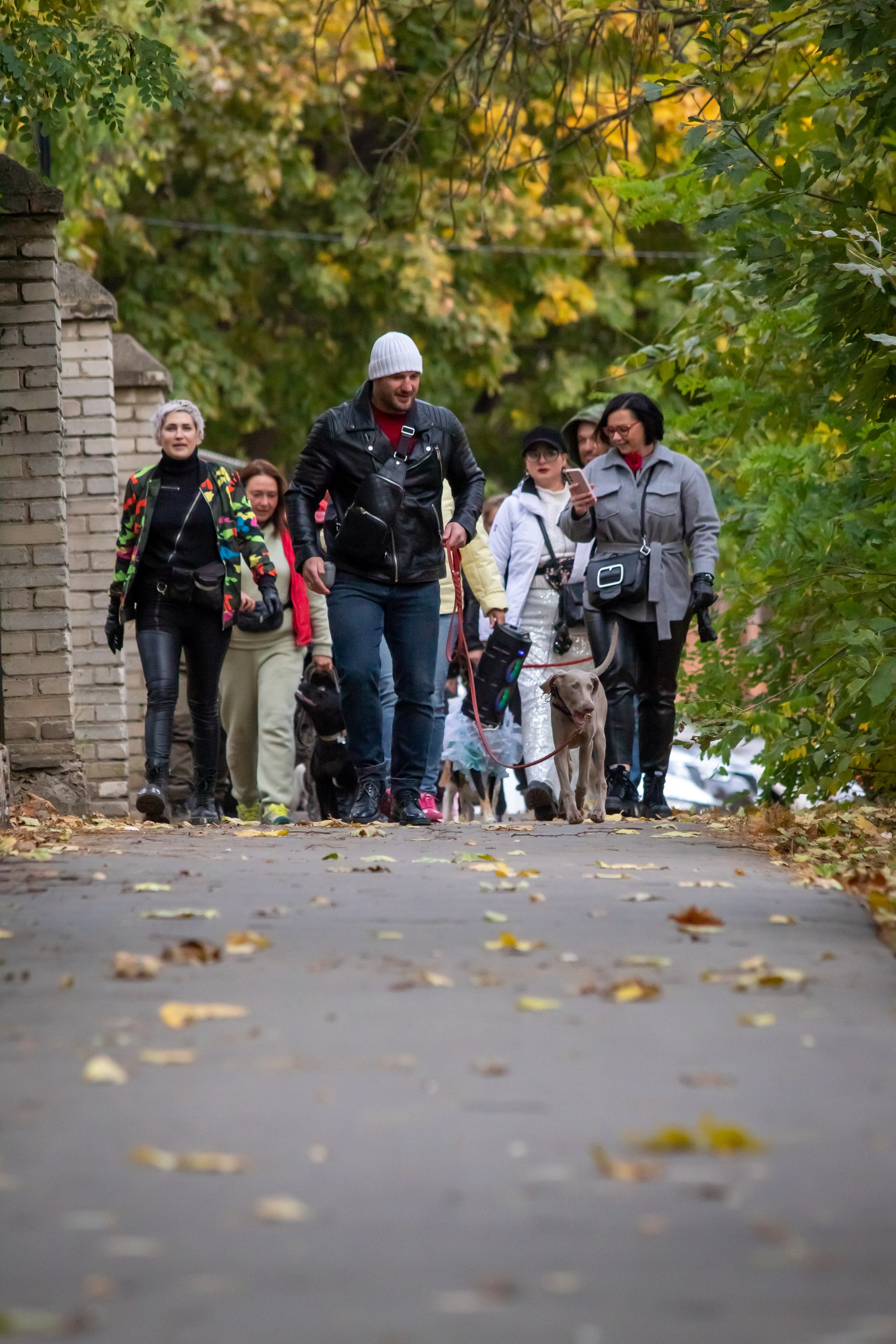 Костюмированный парад собак. Фотограф анималист — Тула, Москва