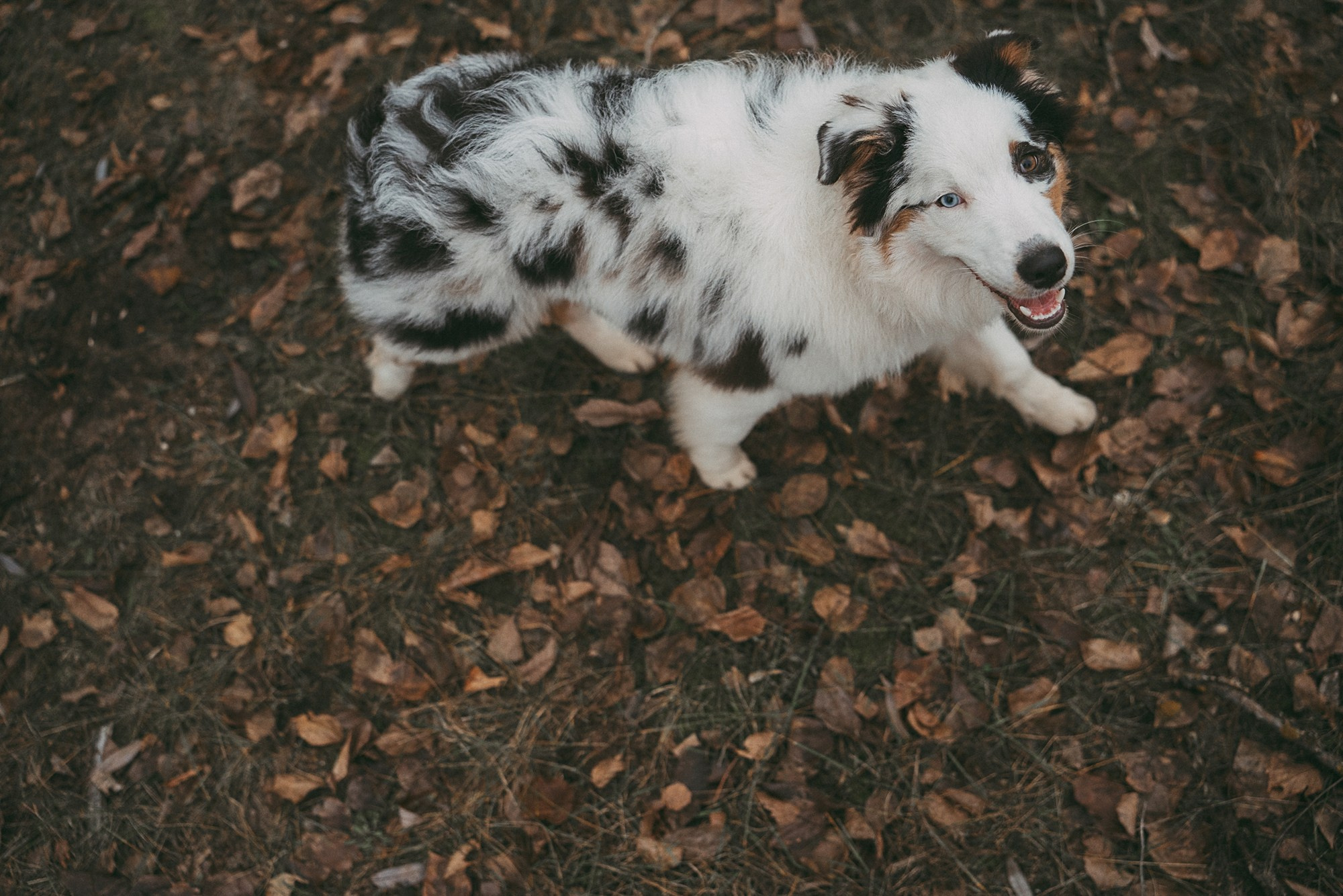 Лиза и Бублик. Фотограф анималист в Москве и Санкт-Петербурге Свиридова Анна