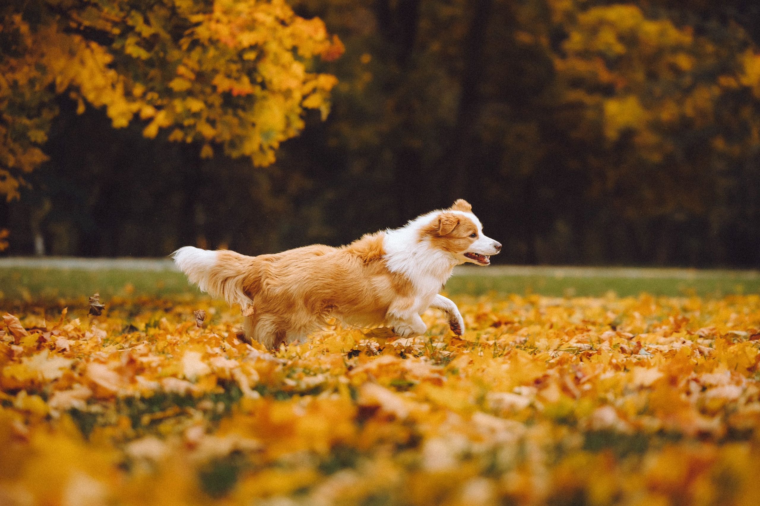 Алина, Витя и Асти