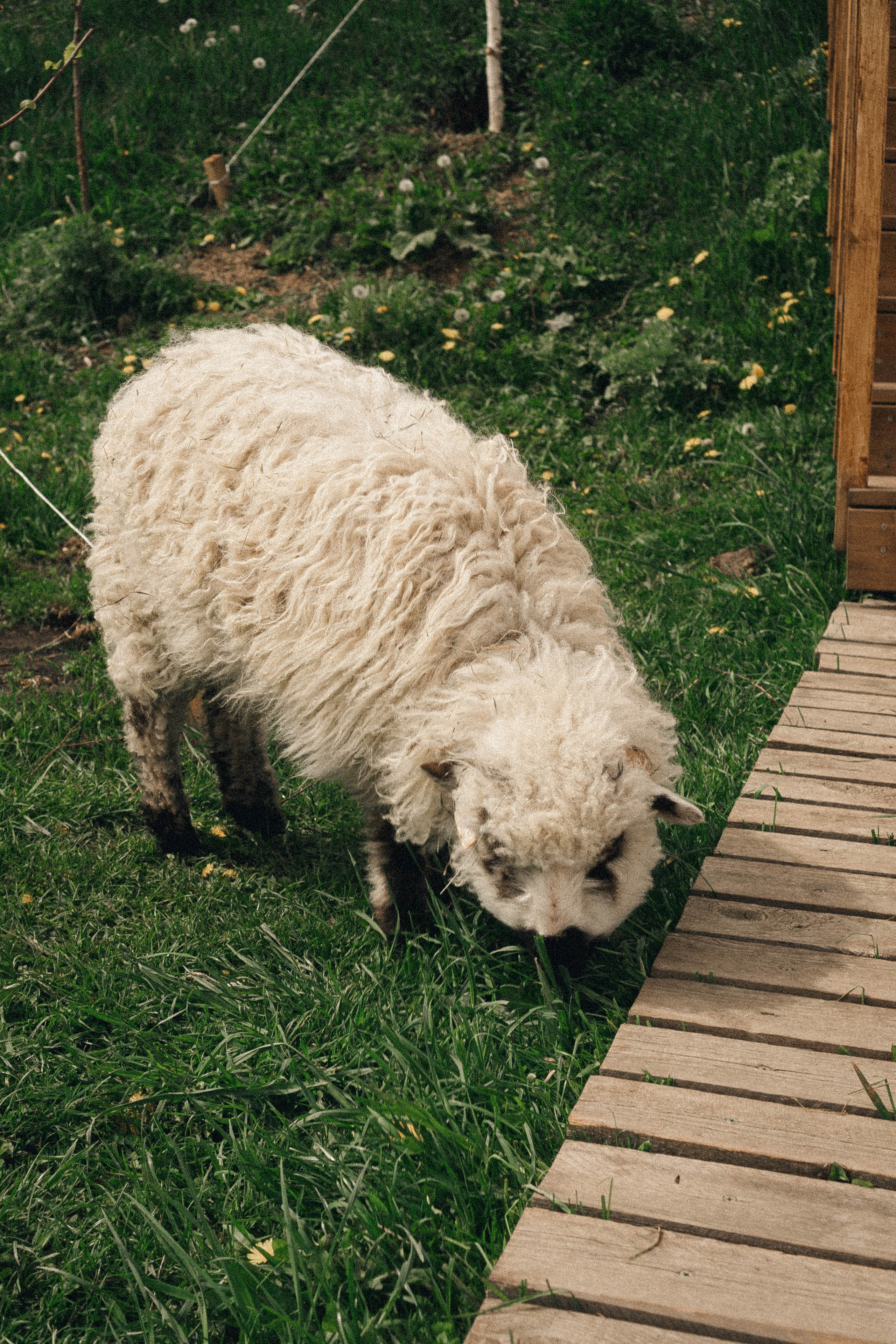 Ферма Альпак. Профессиональный фотограф, Санкт-Петербург — Виктория Богомолова