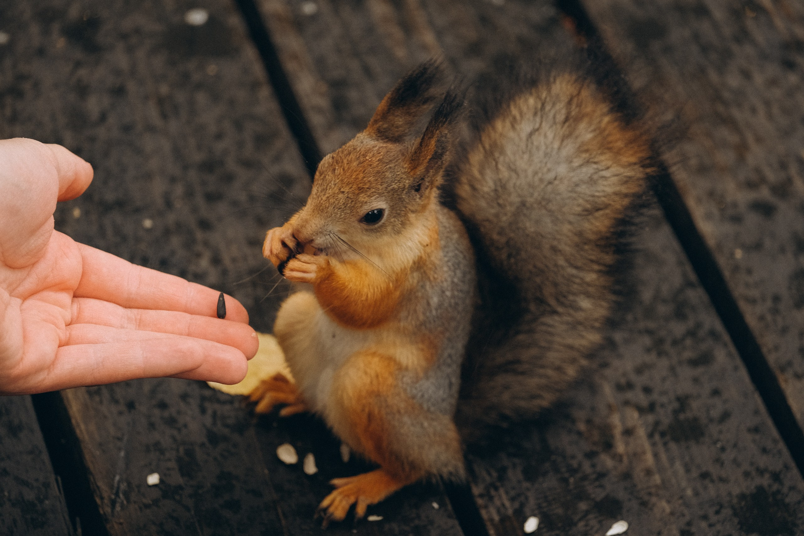 День рождения малышки. Профессиональный фотограф, Санкт-Петербург — Виктория Богомолова