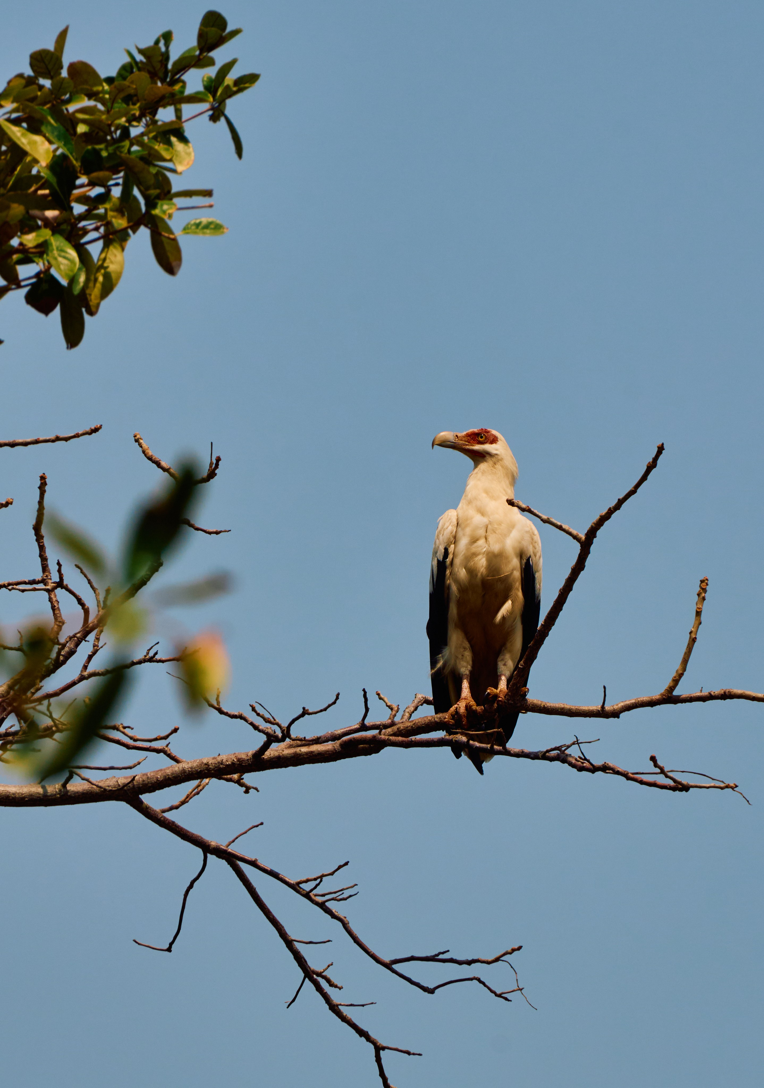 Archipelago Bissagos. See the moment and catche. commercial and reportage