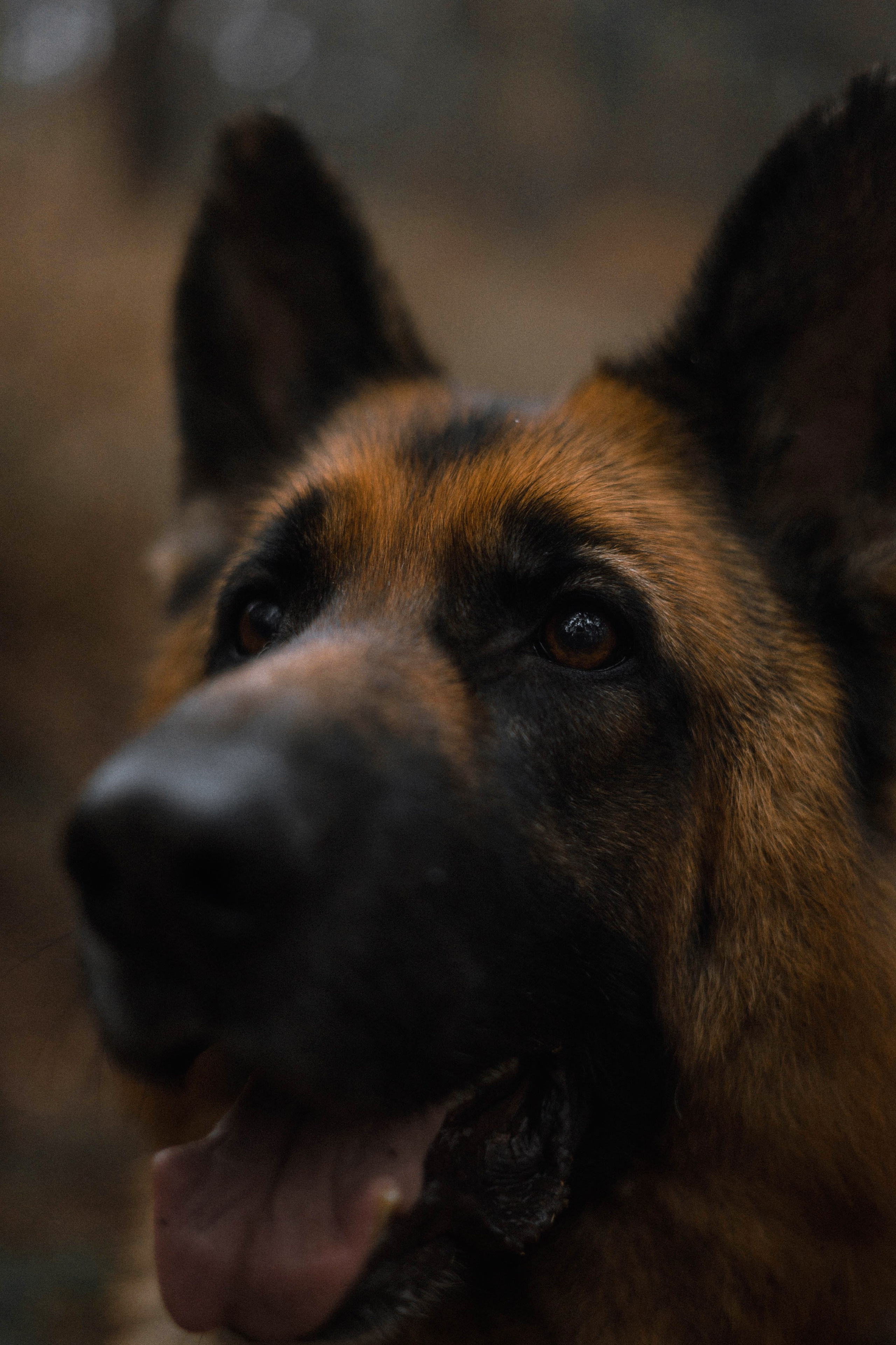 Лера и Ральф. Фотограф-анималист Богданова Полина