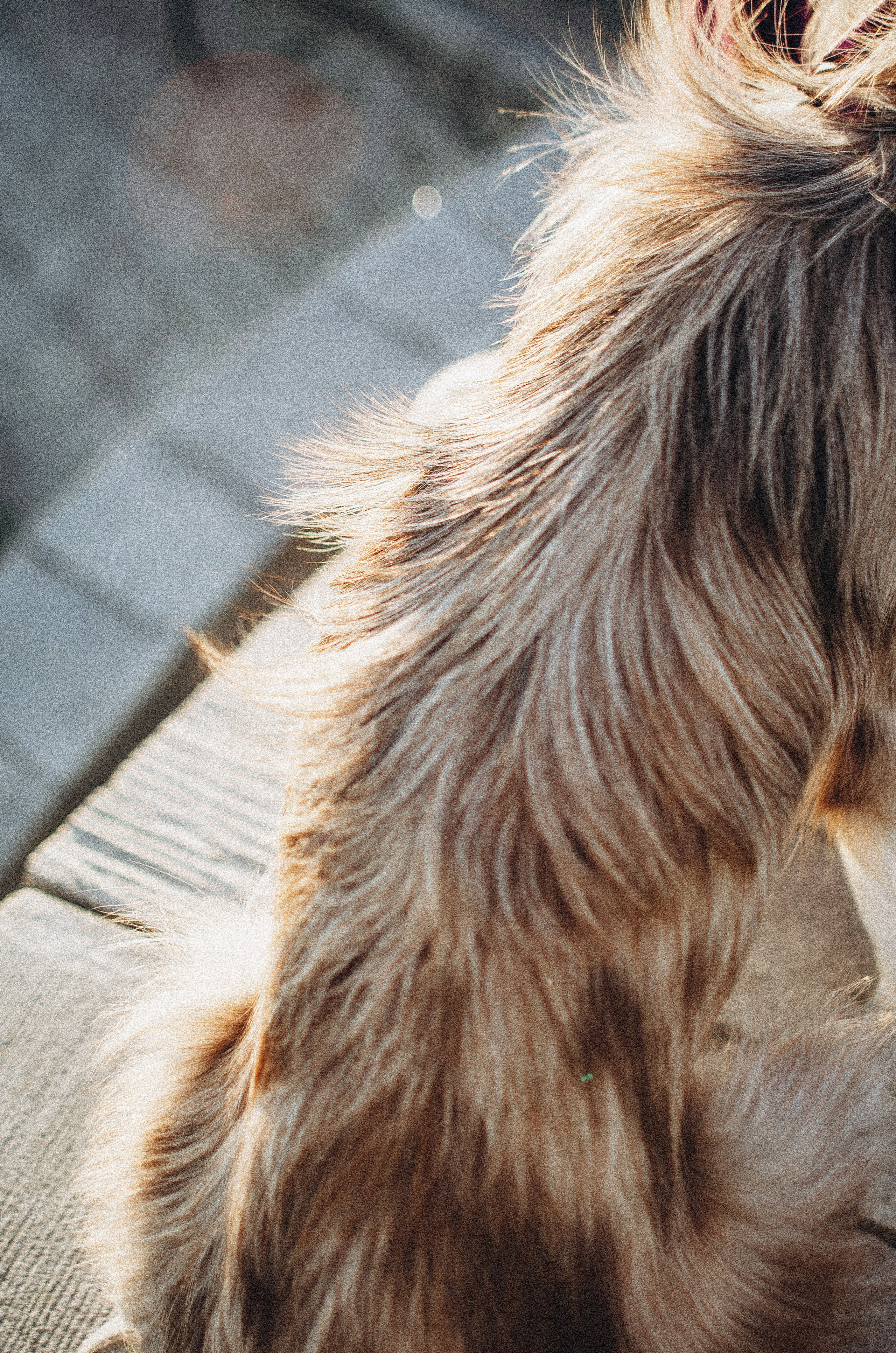 Аня и Дэймон. Фотограф-анималист Богданова Полина