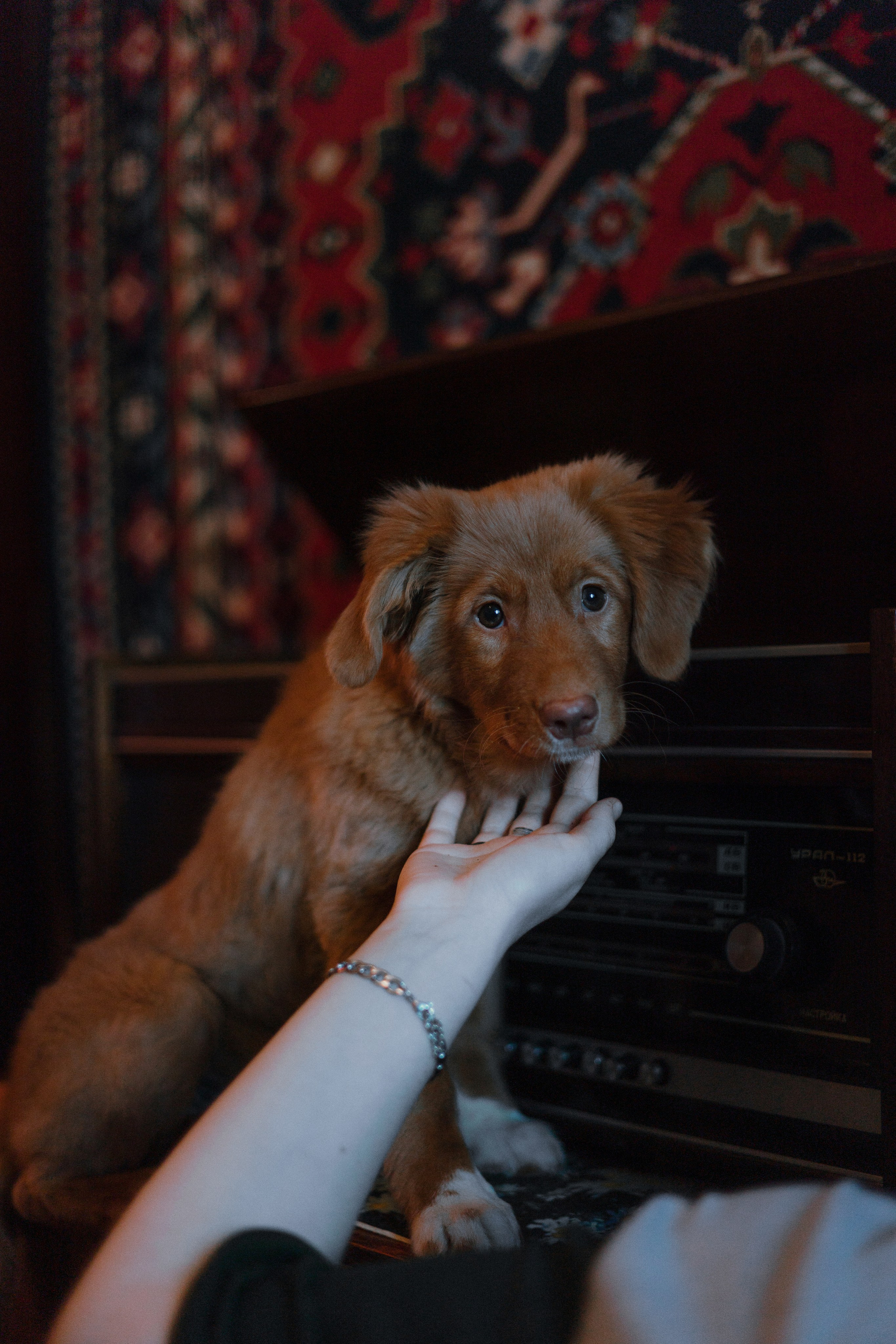 Лера, Реджи и Ральф. Фотограф-анималист Богданова Полина