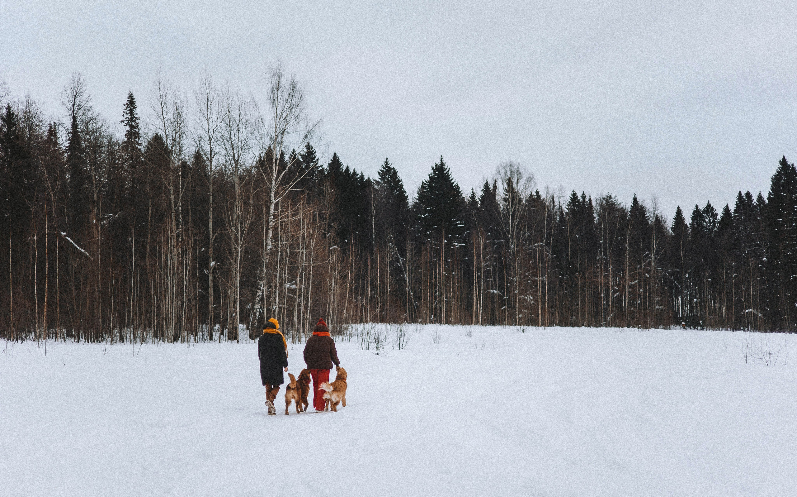 Саша, Юля, Грэй и Джой. Фотограф-анималист Богданова Полина