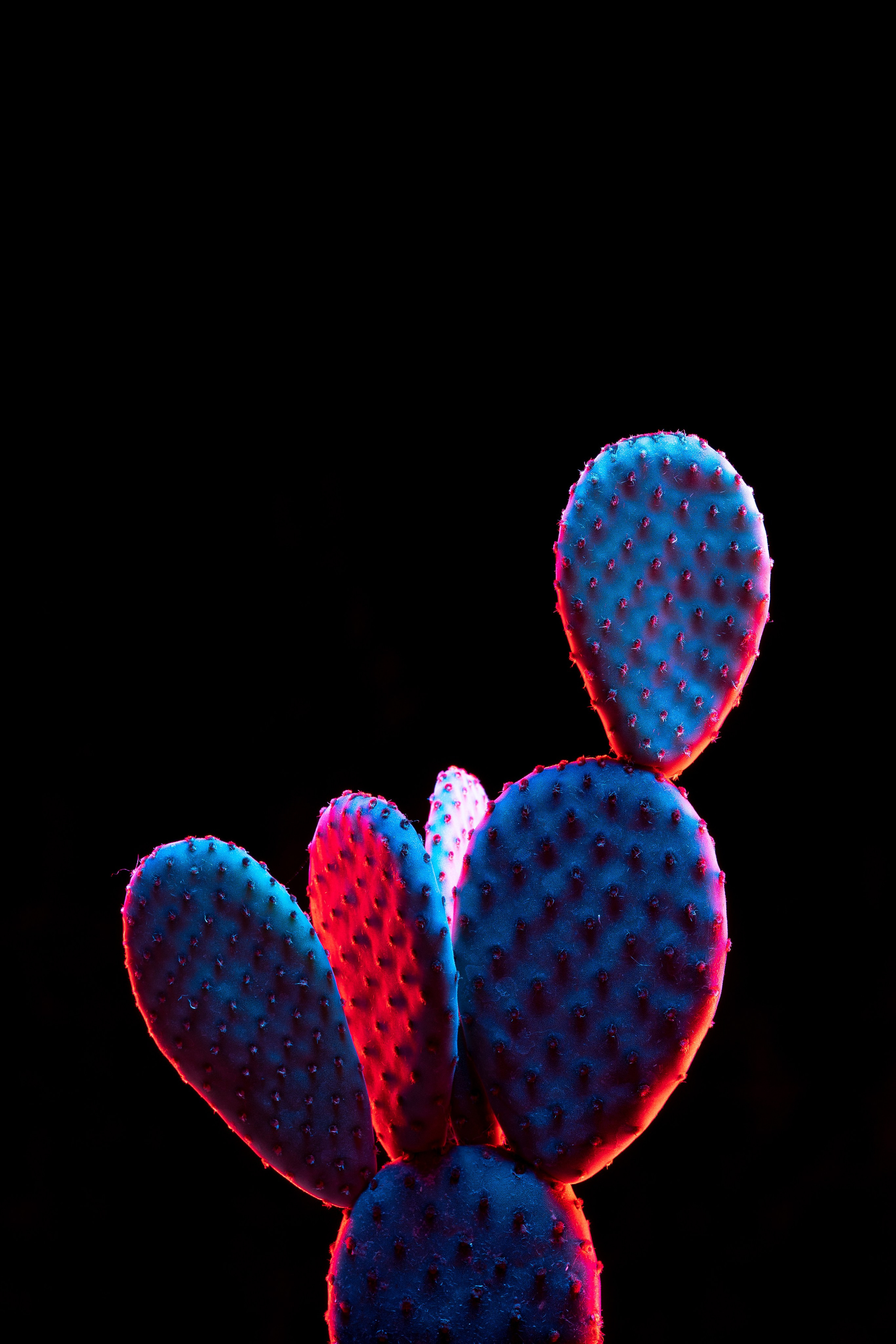 ЦВЕТНЫЕ ФОТОГРАФИИ. Никита Аничкин фото и видео оператор из России