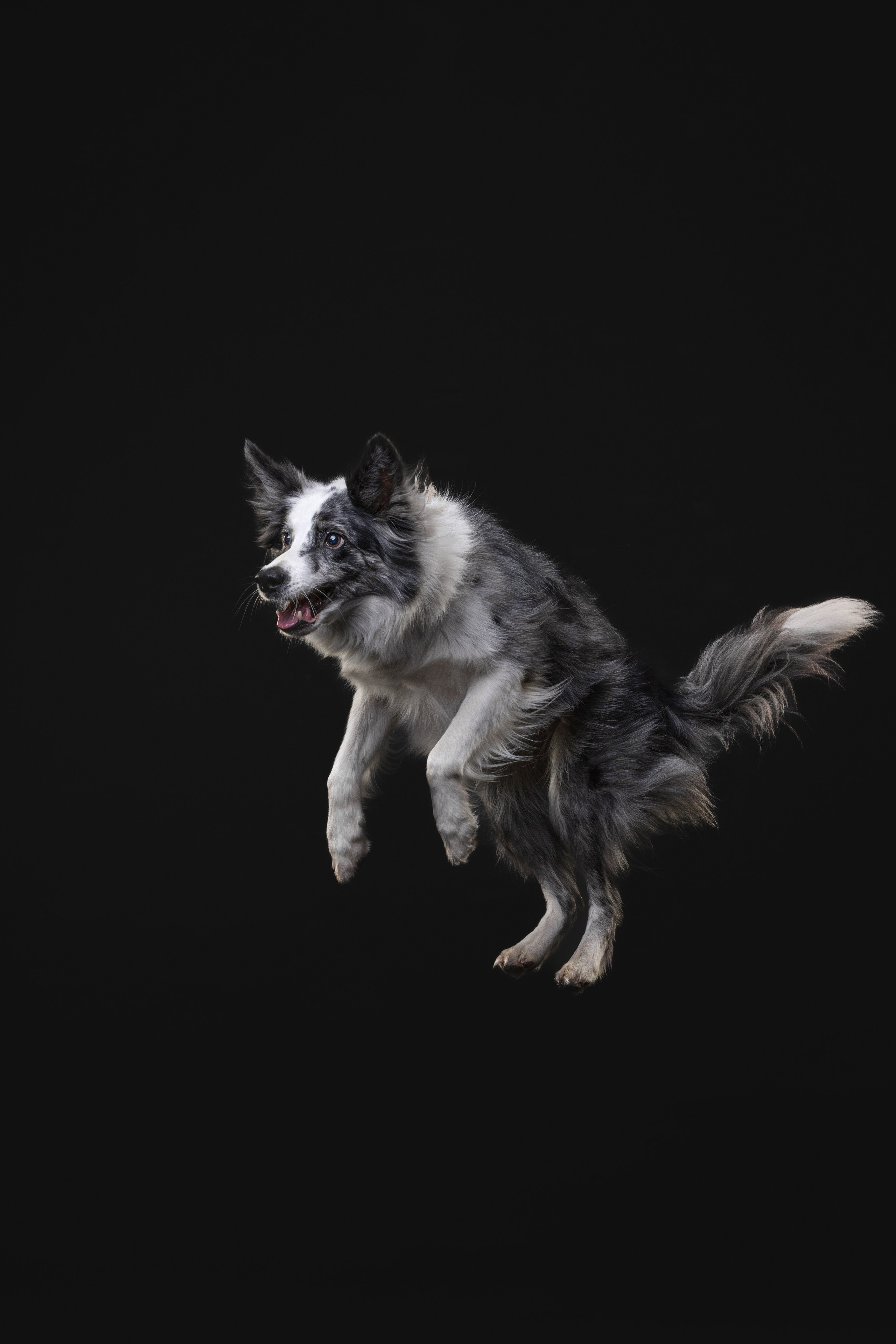 Бордер колли. Фотограф анималист Осипчикова Мария