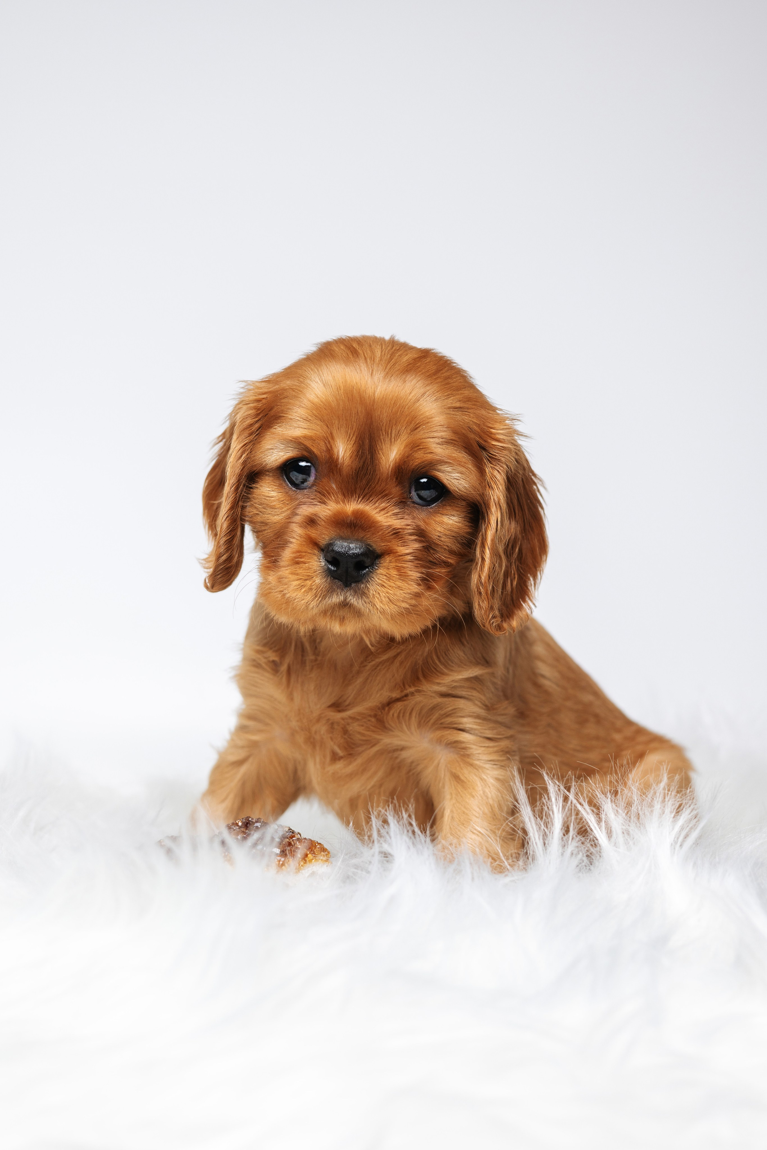 ККЧС. Фотограф анималист Осипчикова Мария