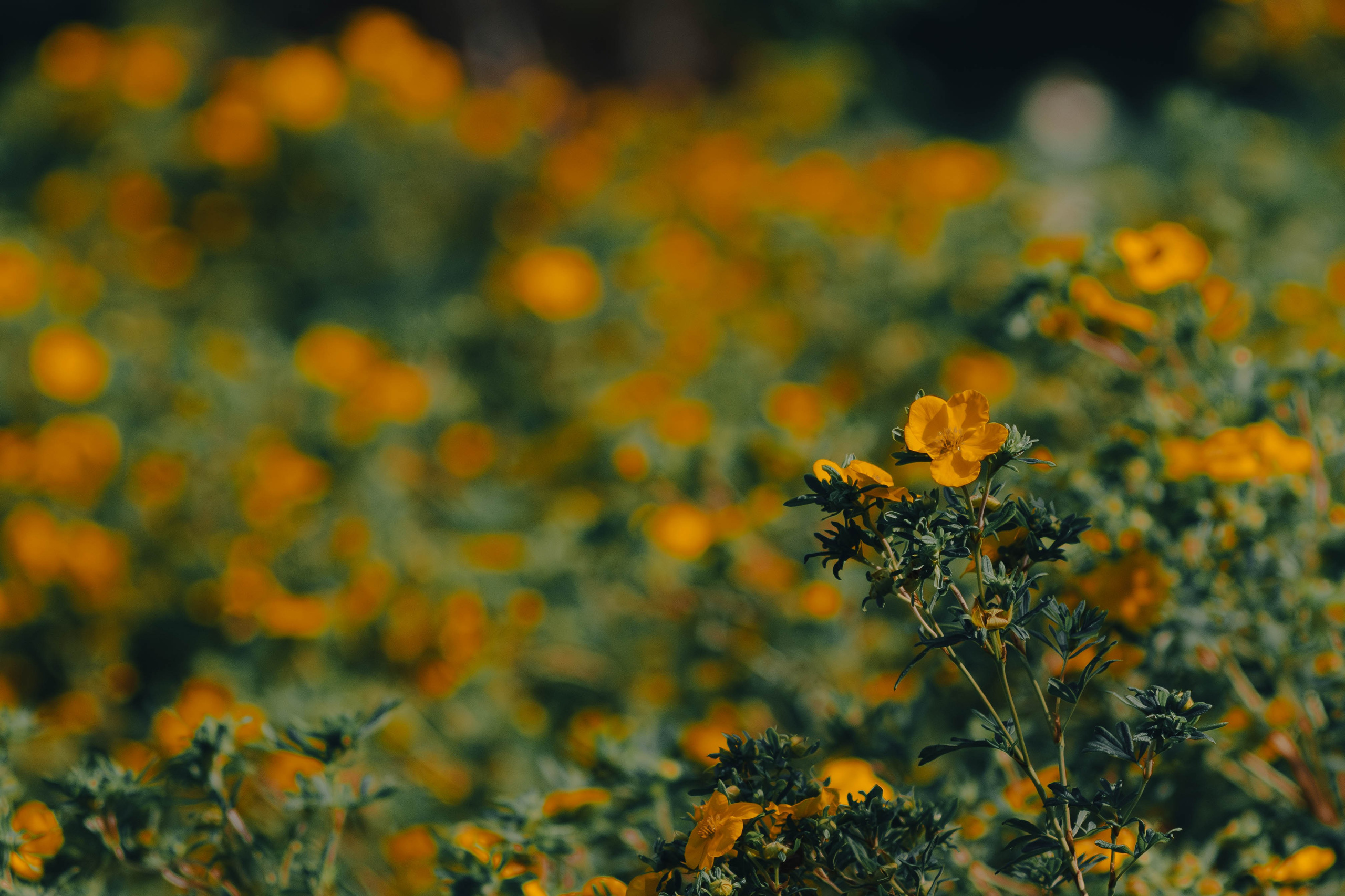 Цветы. Светофография