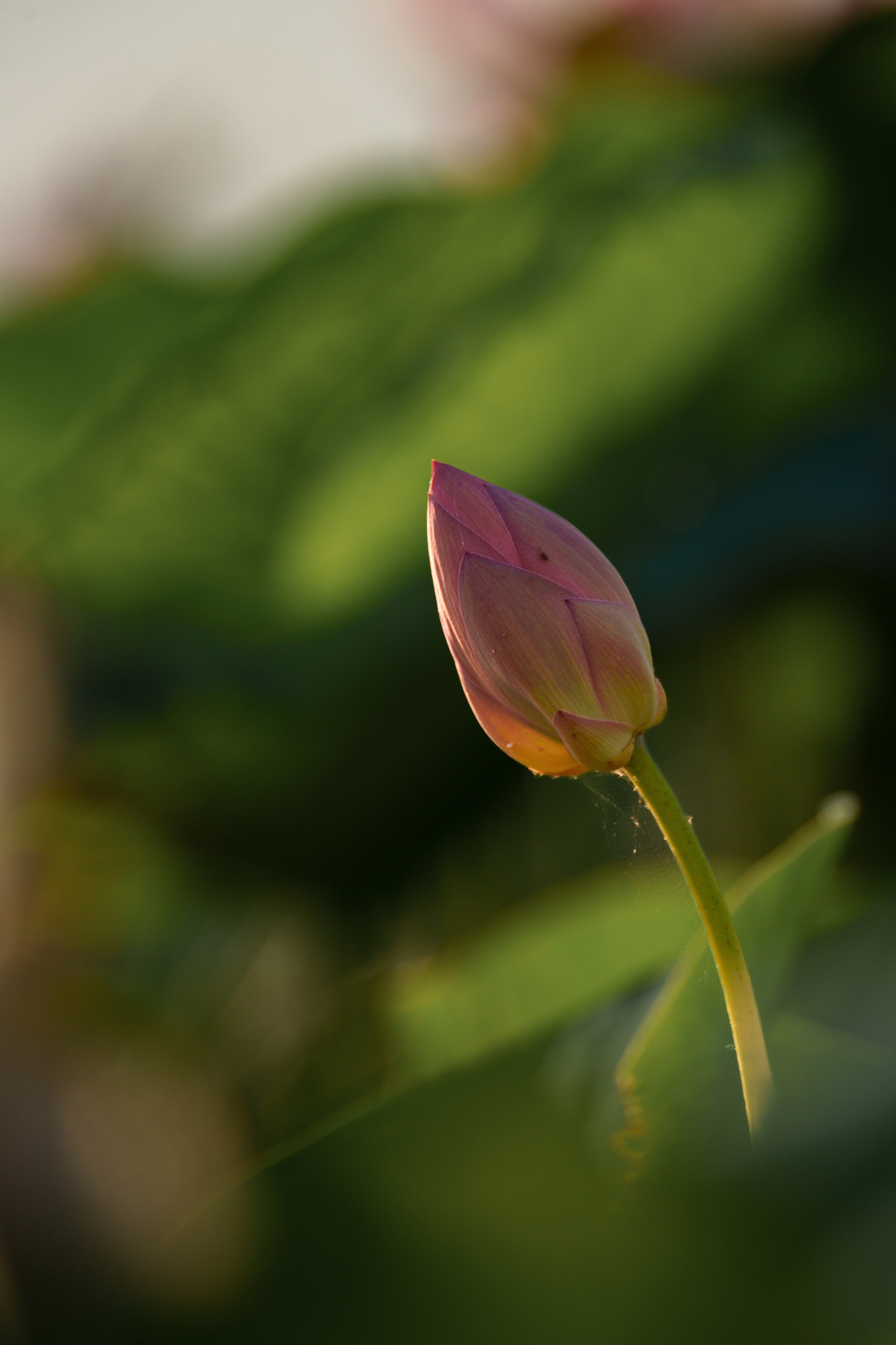 Золотые лотосы. Июль