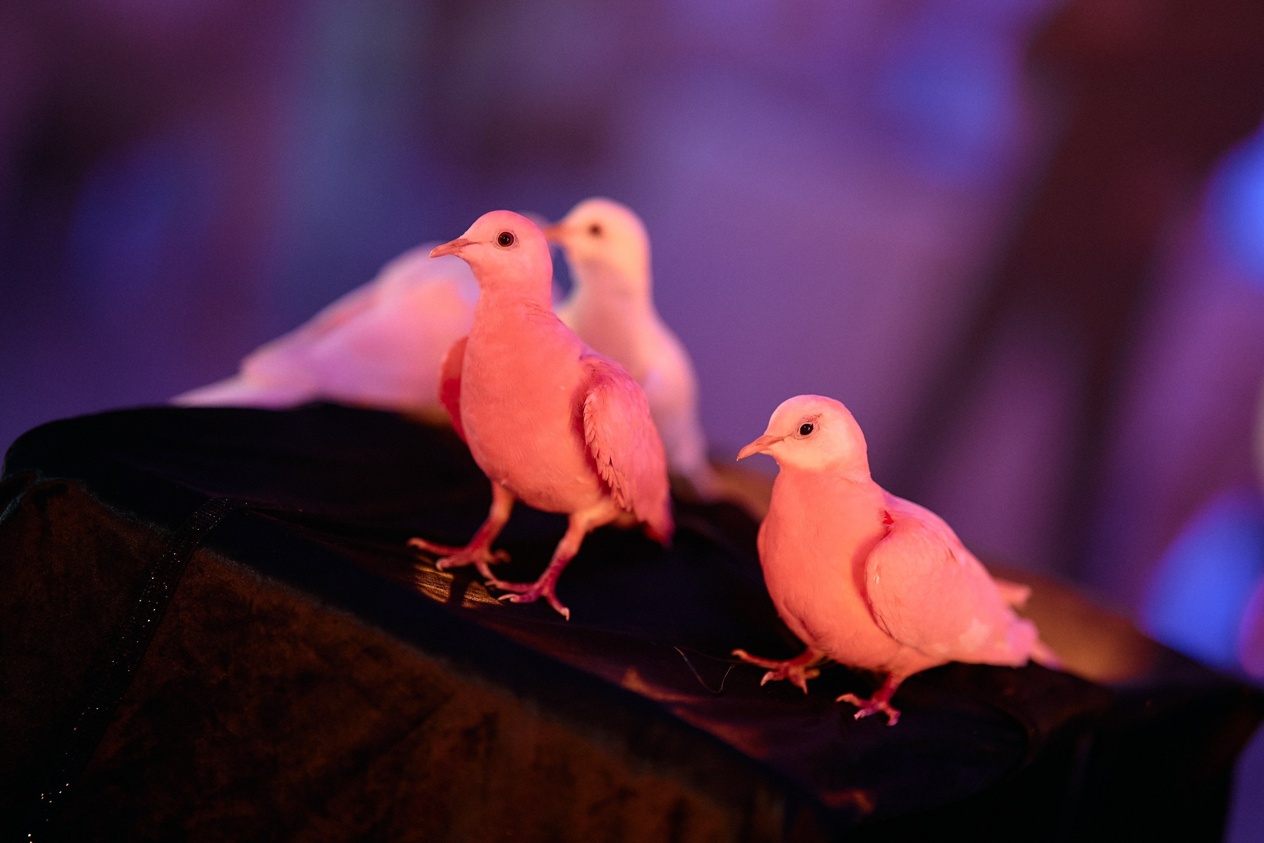 Андрей и Вероника. Свадебный фотограф Минск РБ