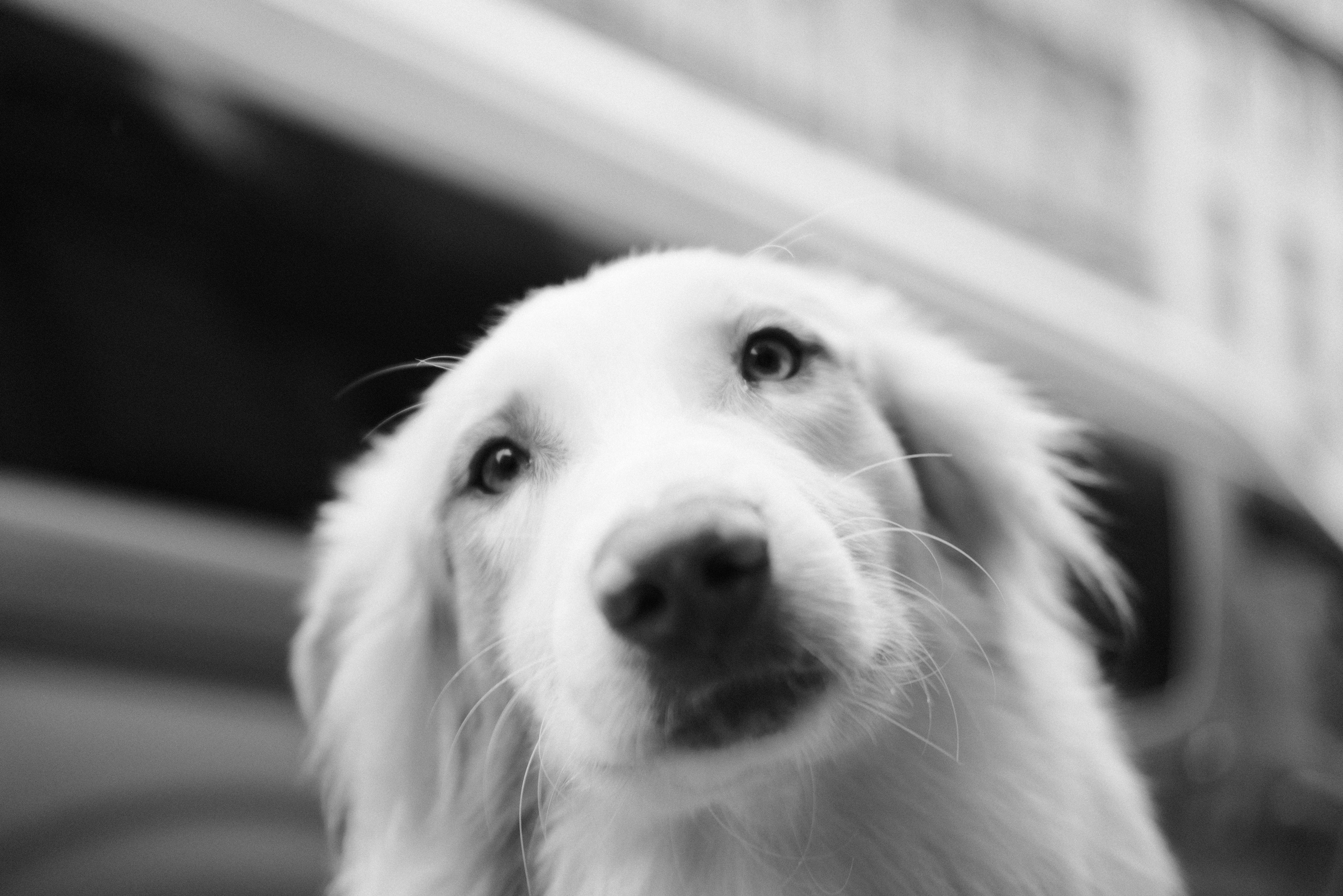 Кошки и собаки. Михаил Долганов