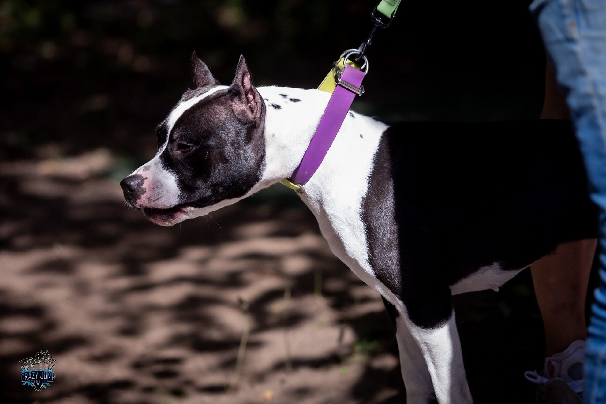 Собаки, спорт, Док дайвинг. Свадебный и репортажный фотограф в Москве и Московской области