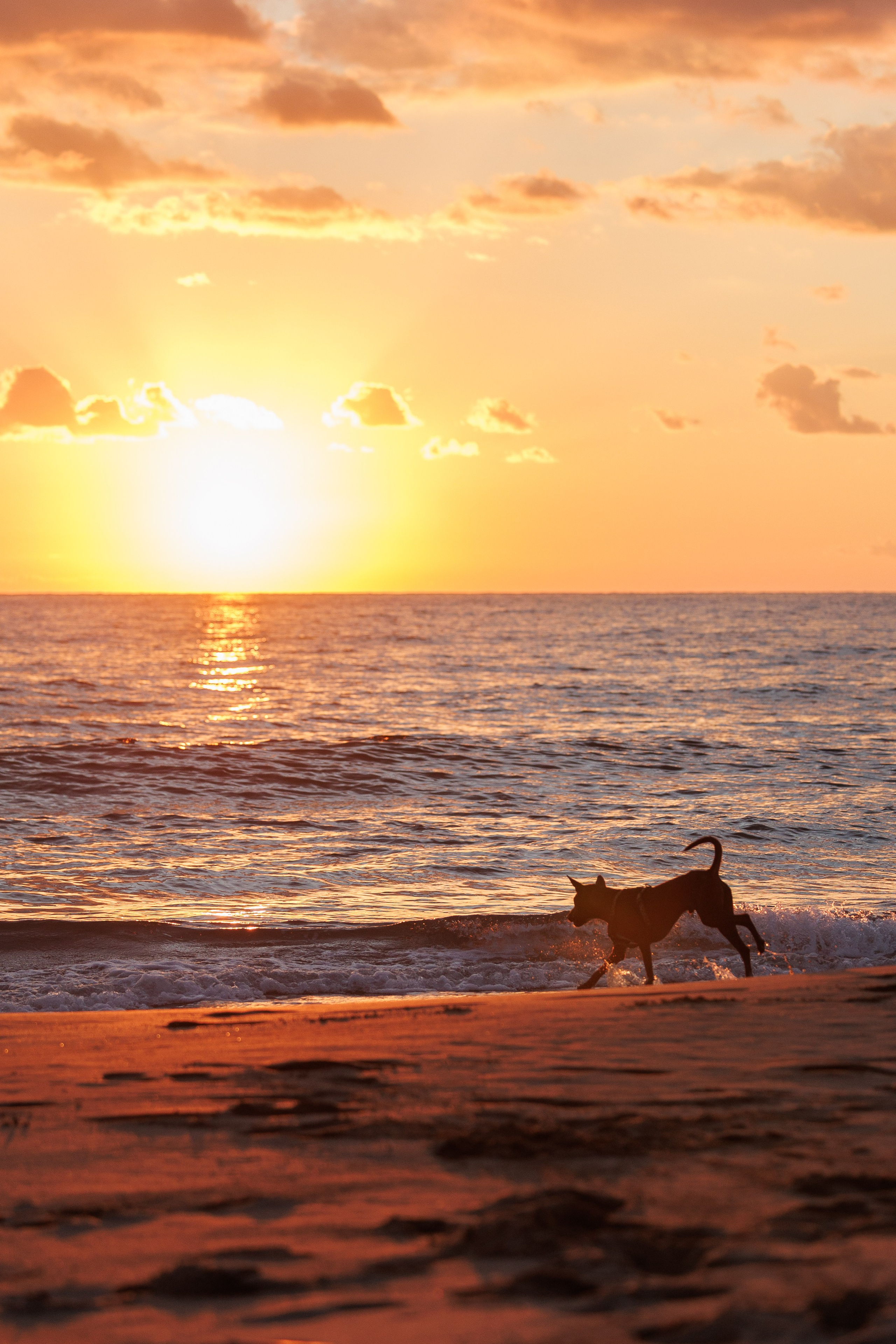 Финик. Фотограф анималист в Казани Алина Сулейманова. Фотограф животных