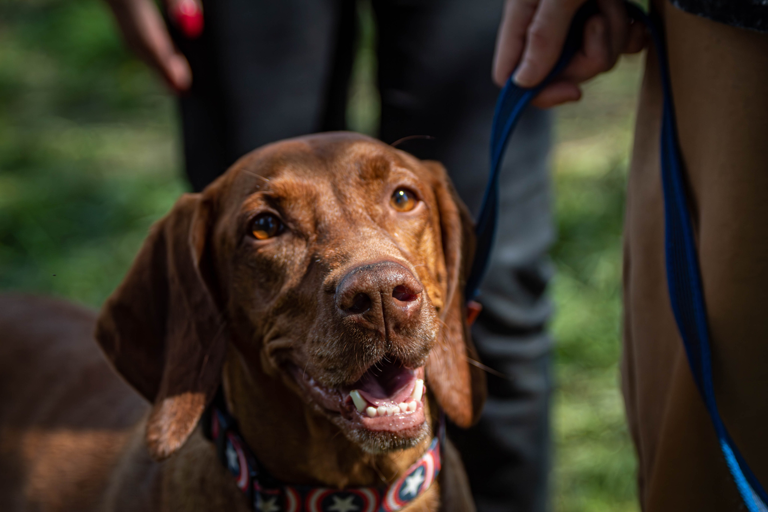 Хвостатый Драйв 2024. Фотограф анималист — Тула, Москва