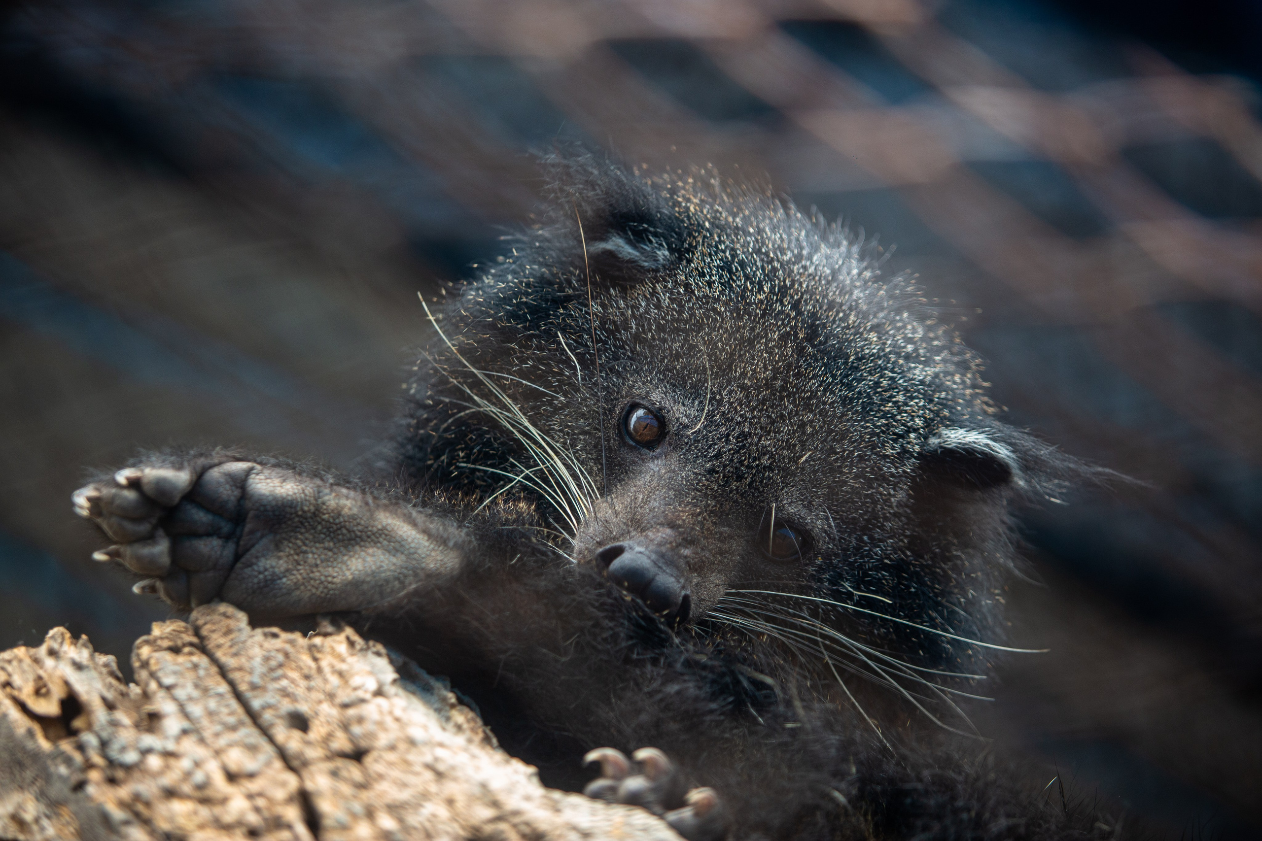 Samut Prakan Crocodile Farm & Zoo. Photographer Sonkina Tatiana (Tanya Ash)