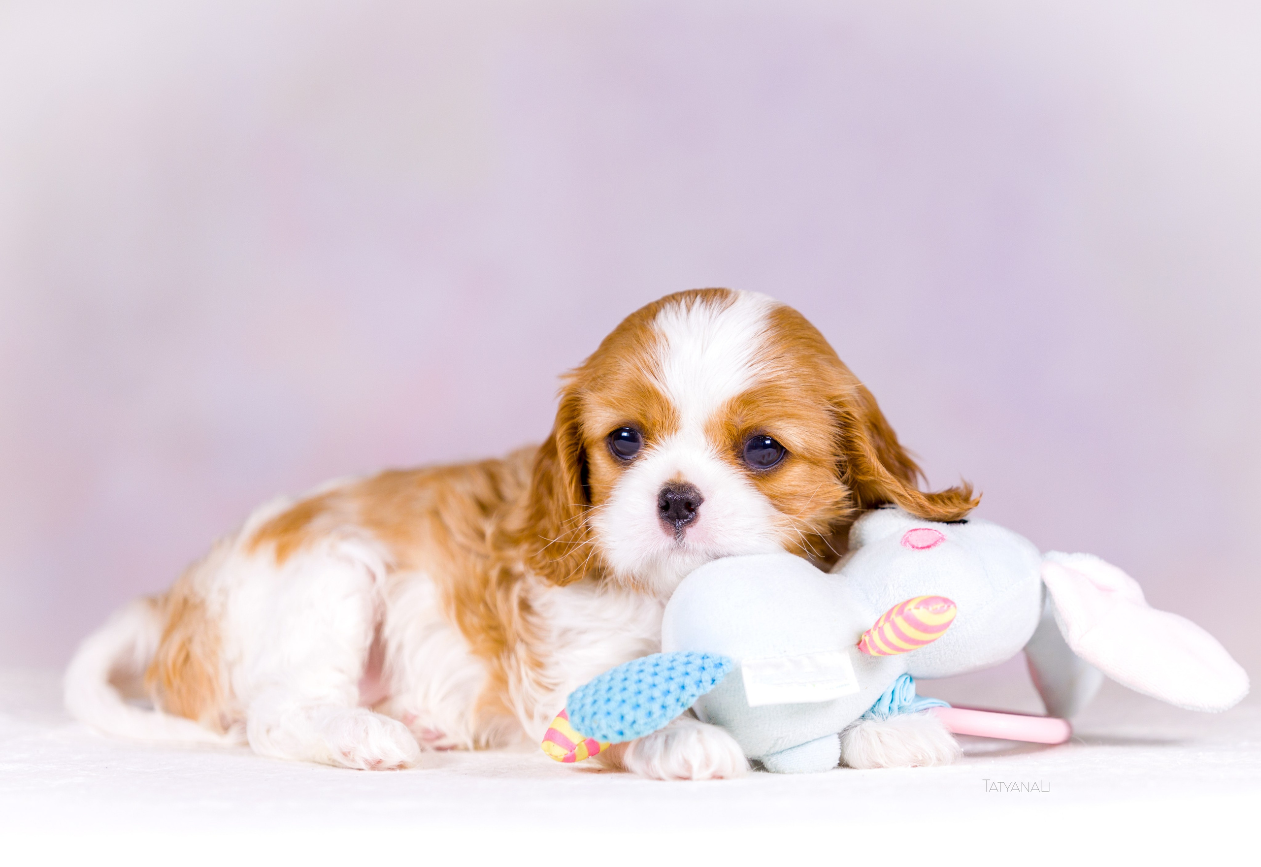 Кавалер-Кинг-Чарльз-Спаниель. Фотограф — анималист Татьяна Ли