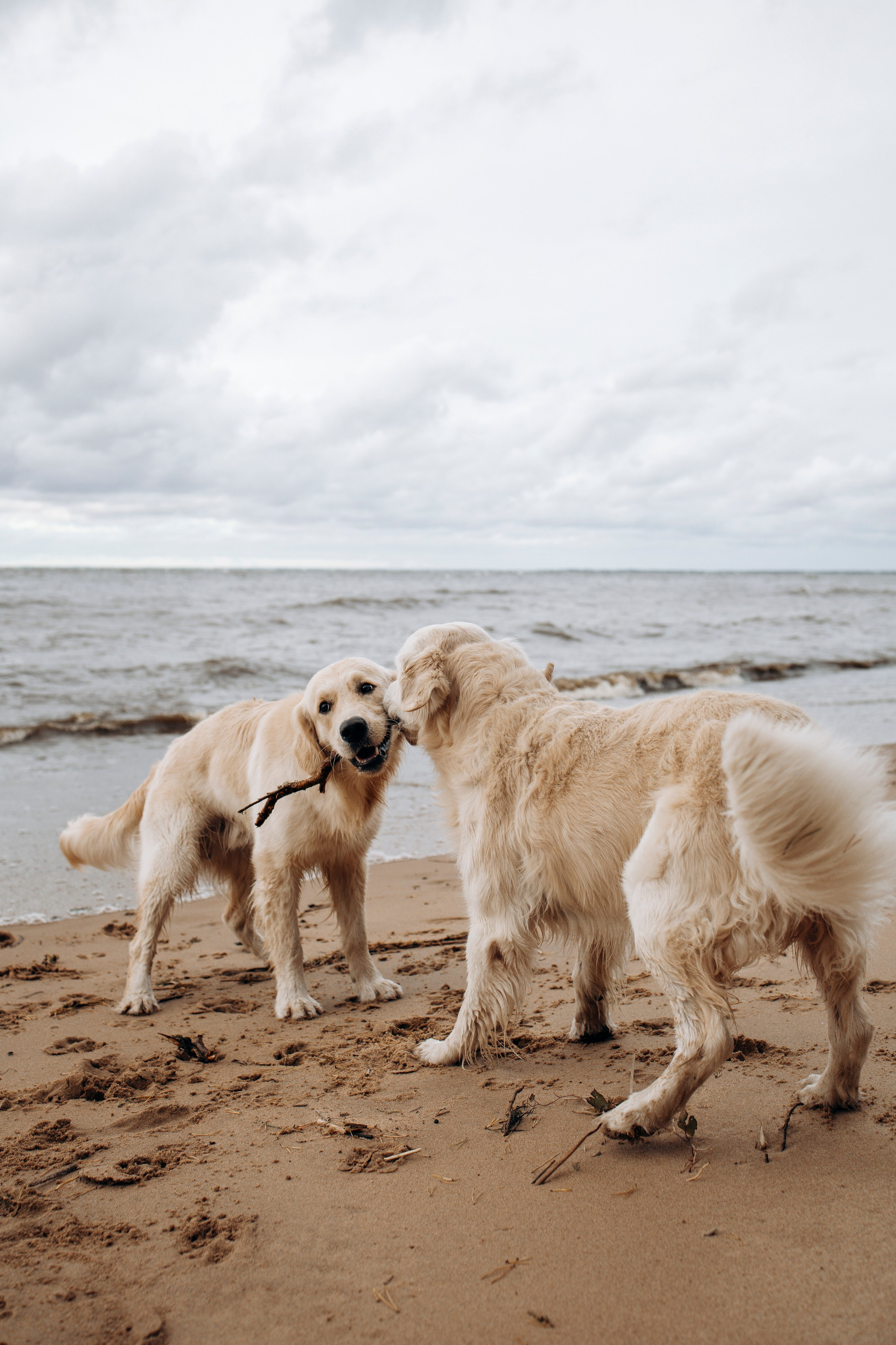 Прогулка Насти с Арчи и Арагоном. Фотограф-анималист в Санкт-Петеребурге Титова Алиса