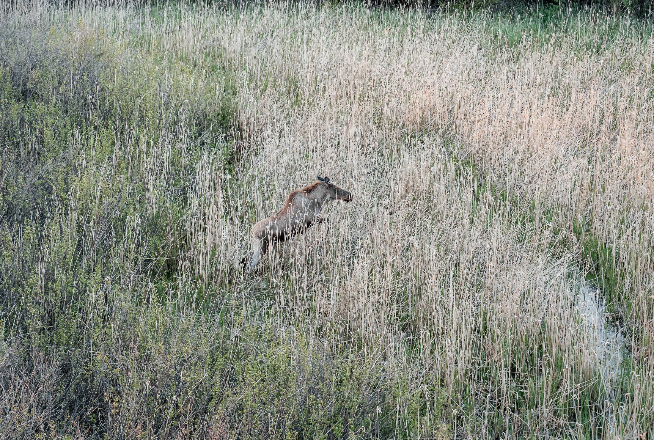 Контент полет на мотопараплане. Свадебный и семейный фотограф В Барнауле Нечаева Таня