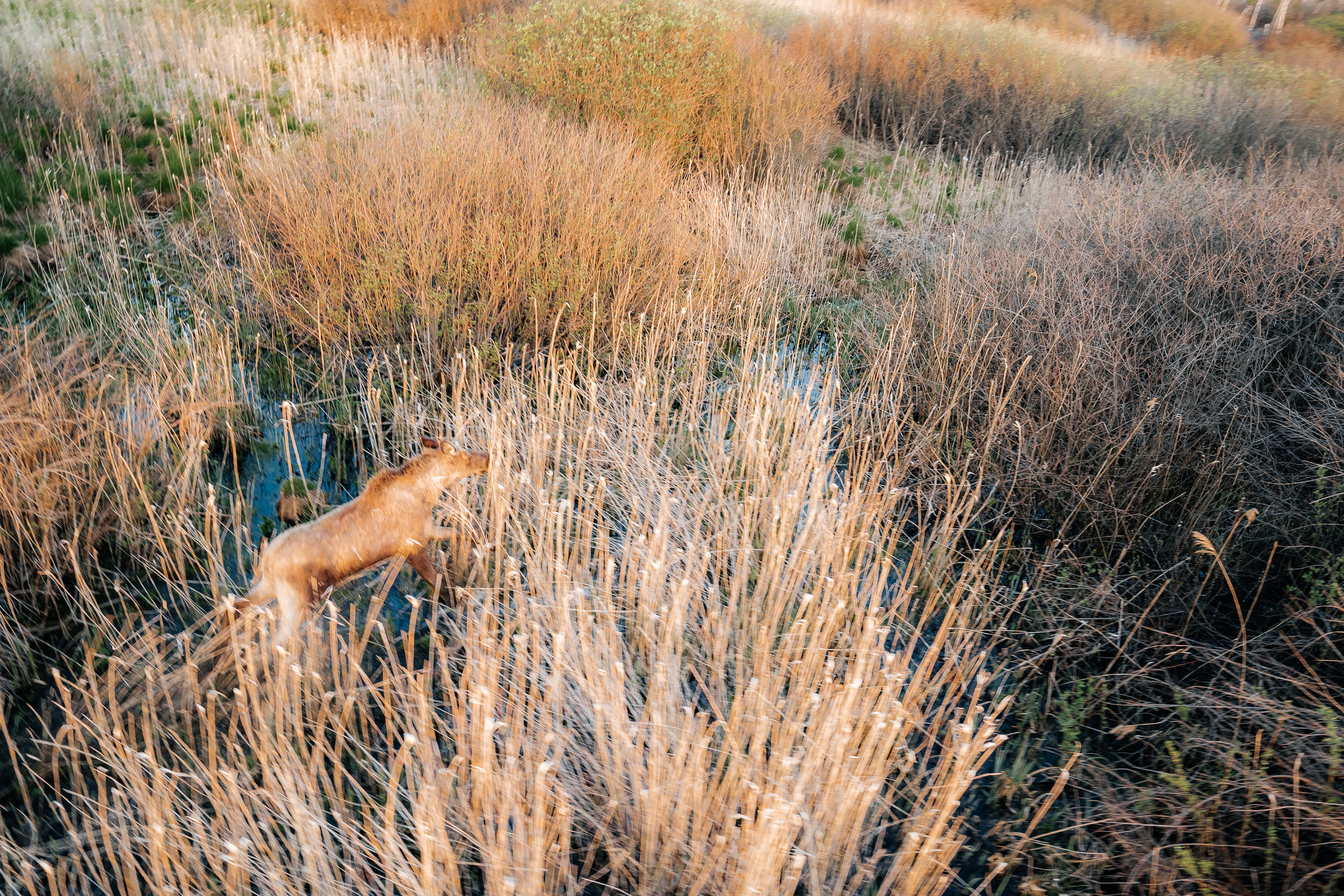 Контент полет на мотопараплане. Свадебный и семейный фотограф В Барнауле Нечаева Таня