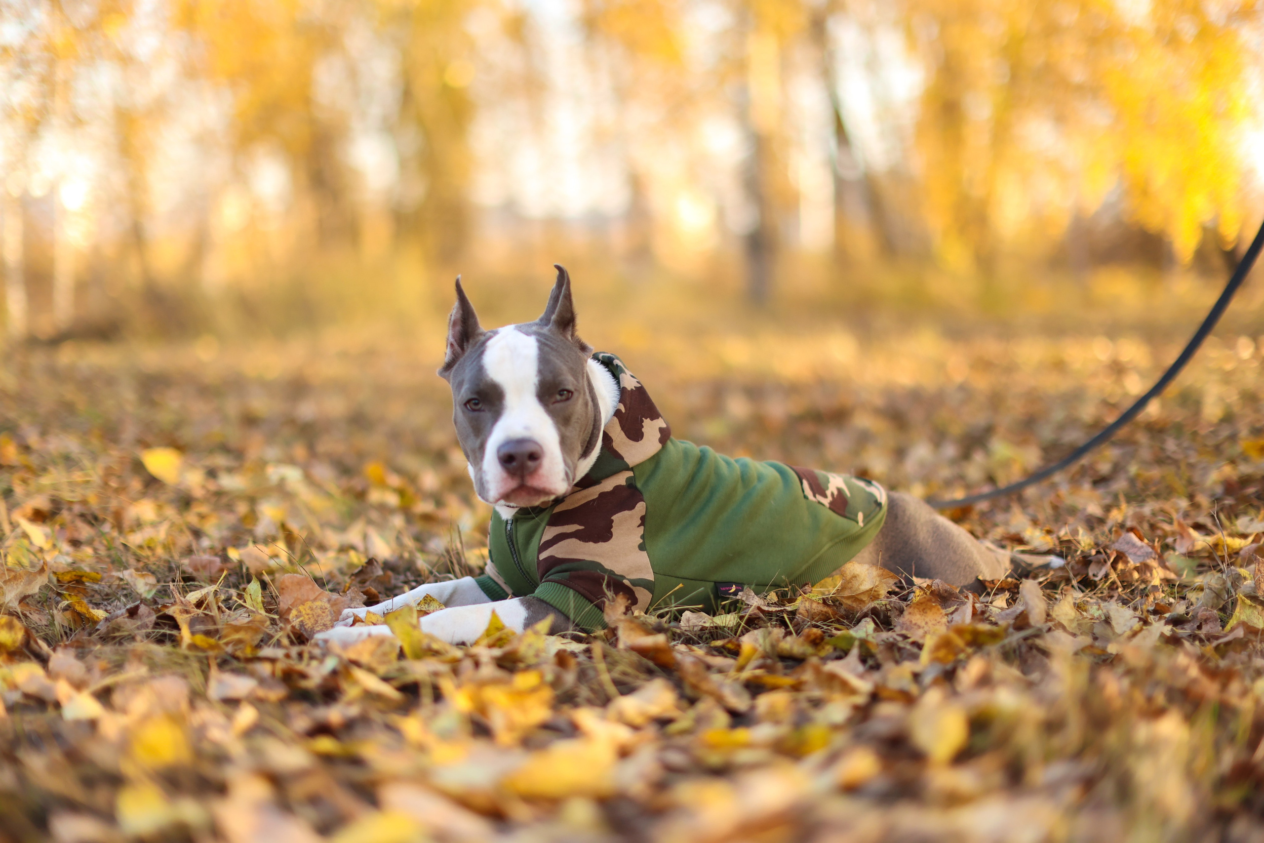 Осень. Art my Pho