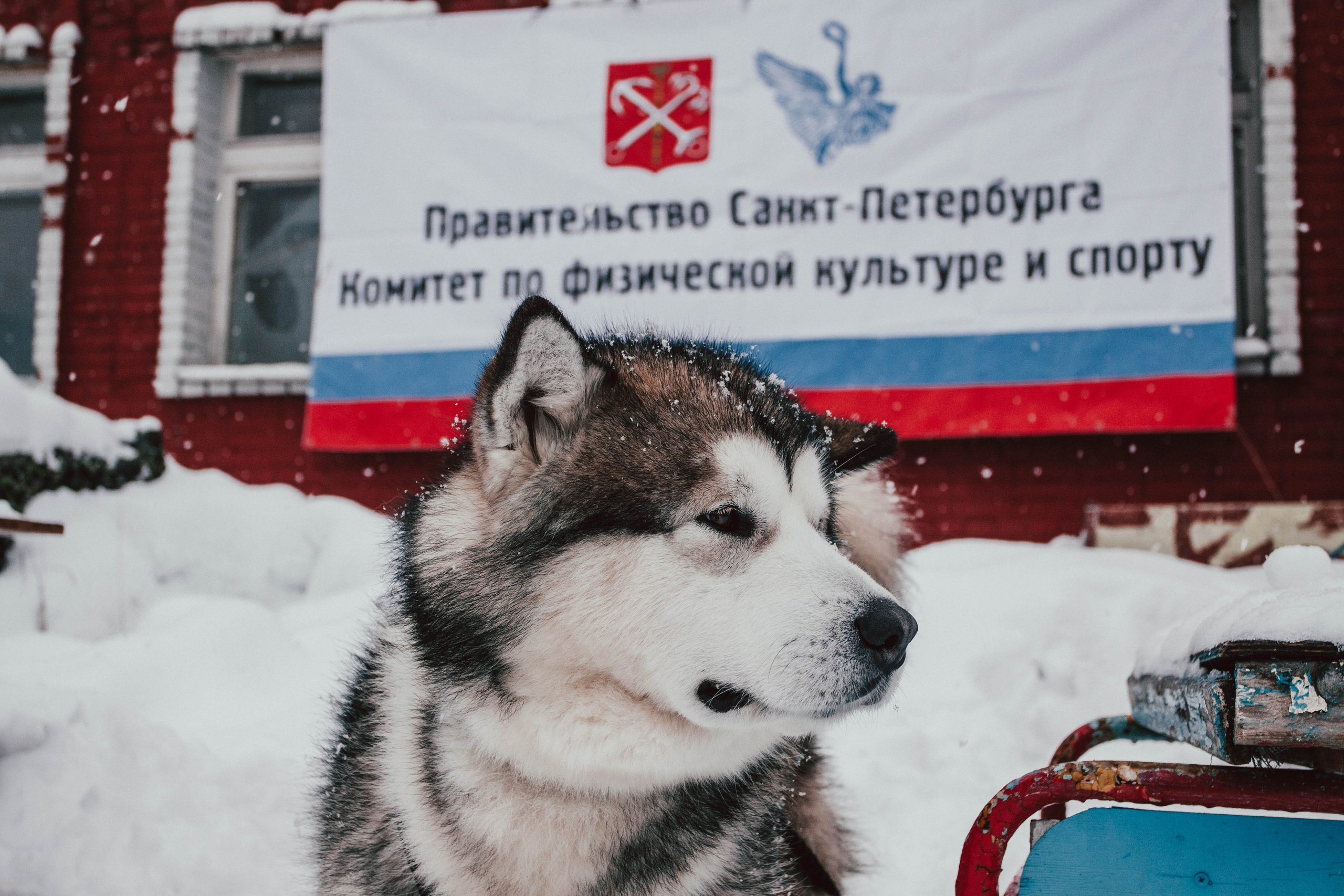 Гонки на ездовых собаках в Токсово. Репортажный фотограф во Всеволожске и Санкт-Петербурге Владимир Капустин