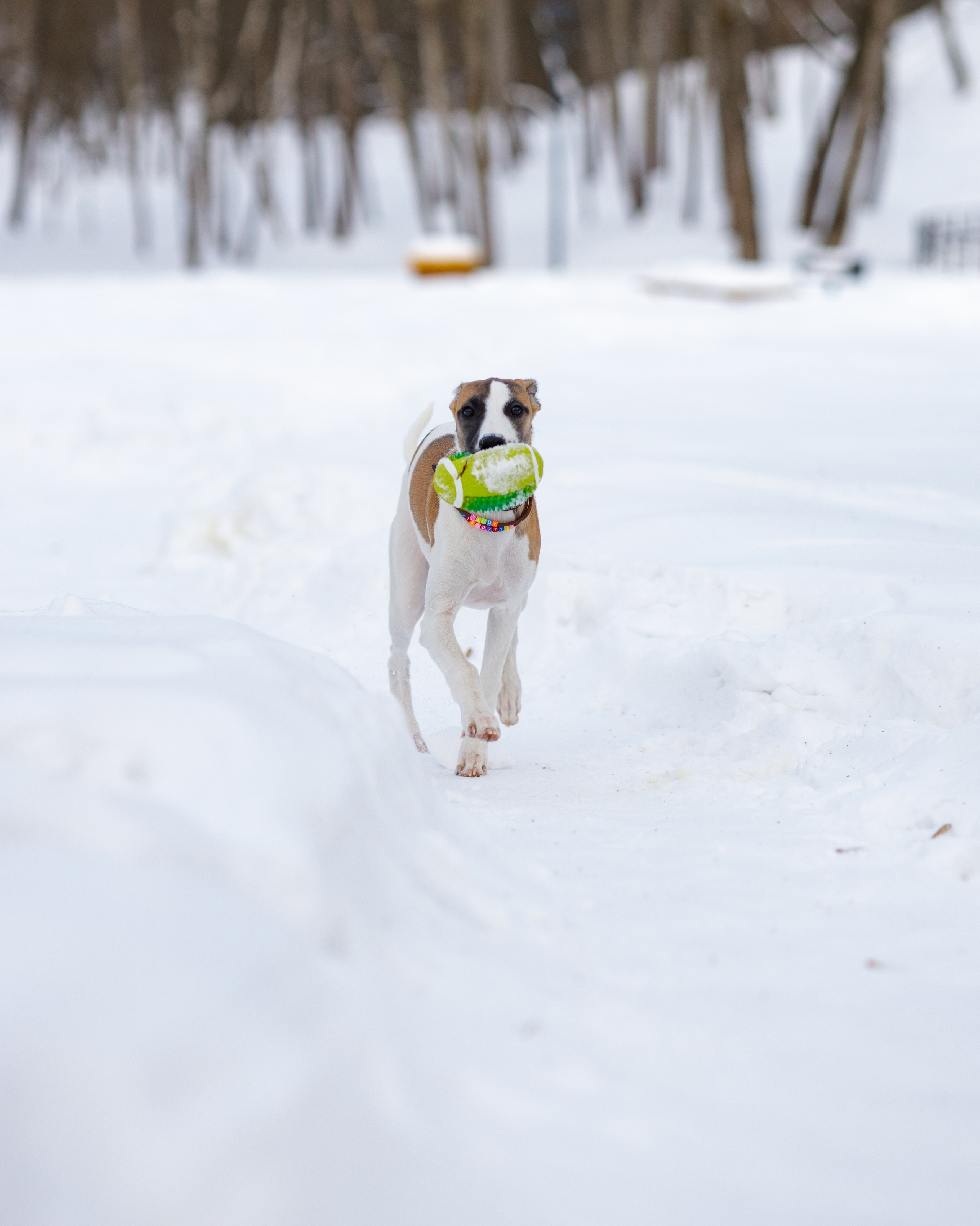 Ланди. Анна Самохина. Фотограф. Москва