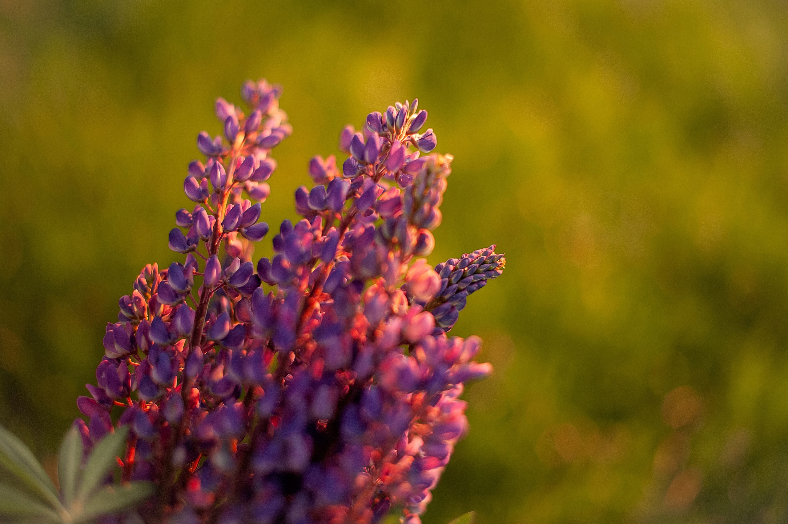 Инфас и Диля. Семейный и детский фотограф в Казани Виктория Мерхи