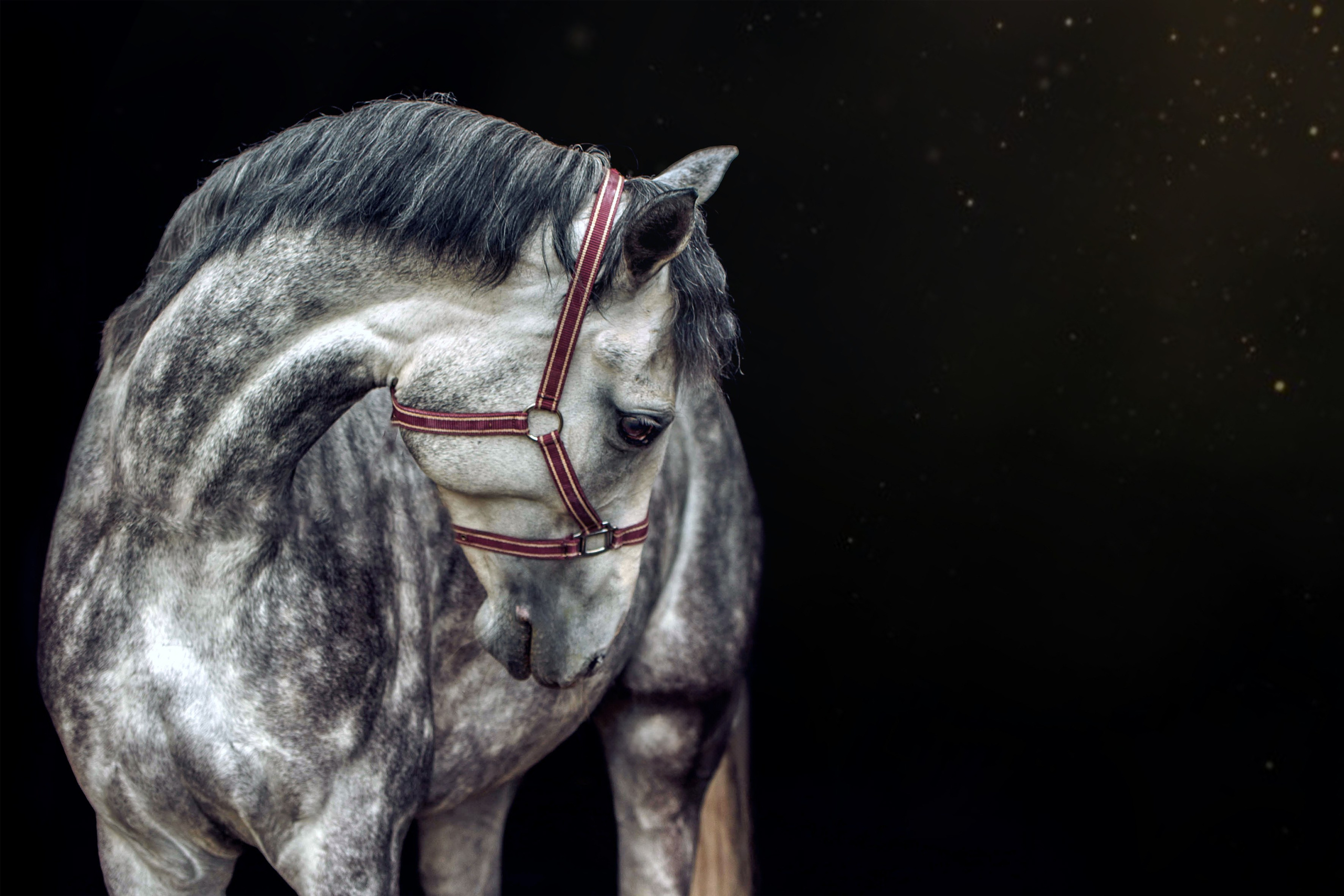 СЪЕМКА ЛОШАДЕЙ. Конный фотограф в Красноярске — Любовь Похабова