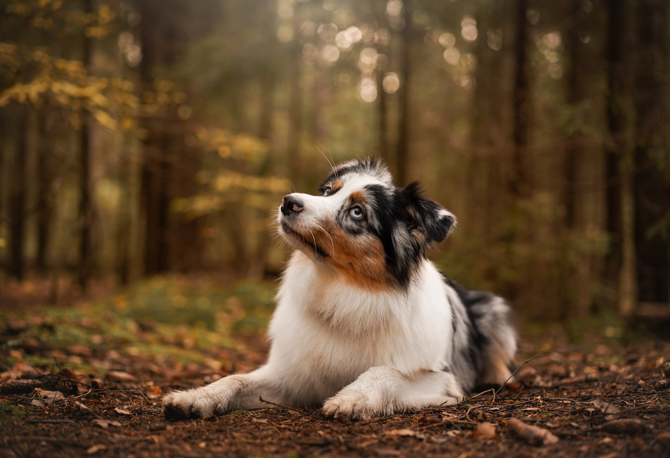 Соня Гавриил и Юкки. Фотограф-анималист в Санкт-Петербурге Яна Мартынова