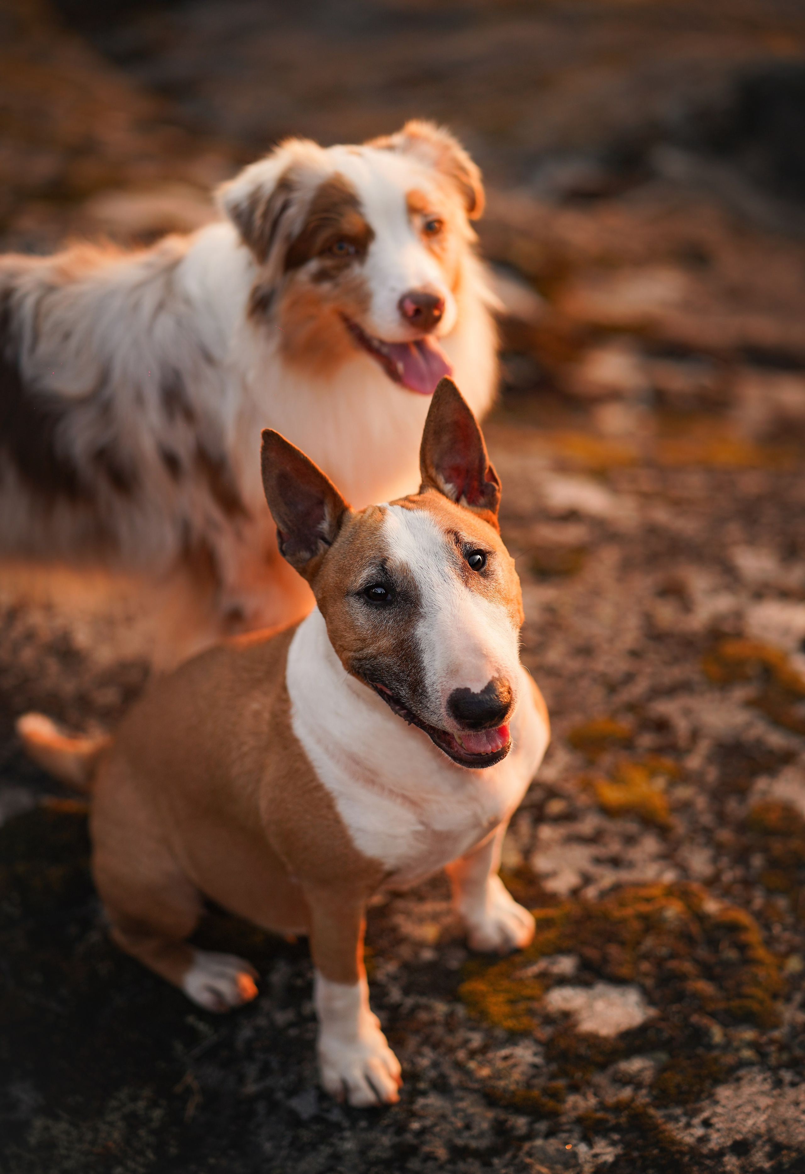 Панда SUP. Фотограф-анималист в Санкт-Петербурге Яна Мартынова