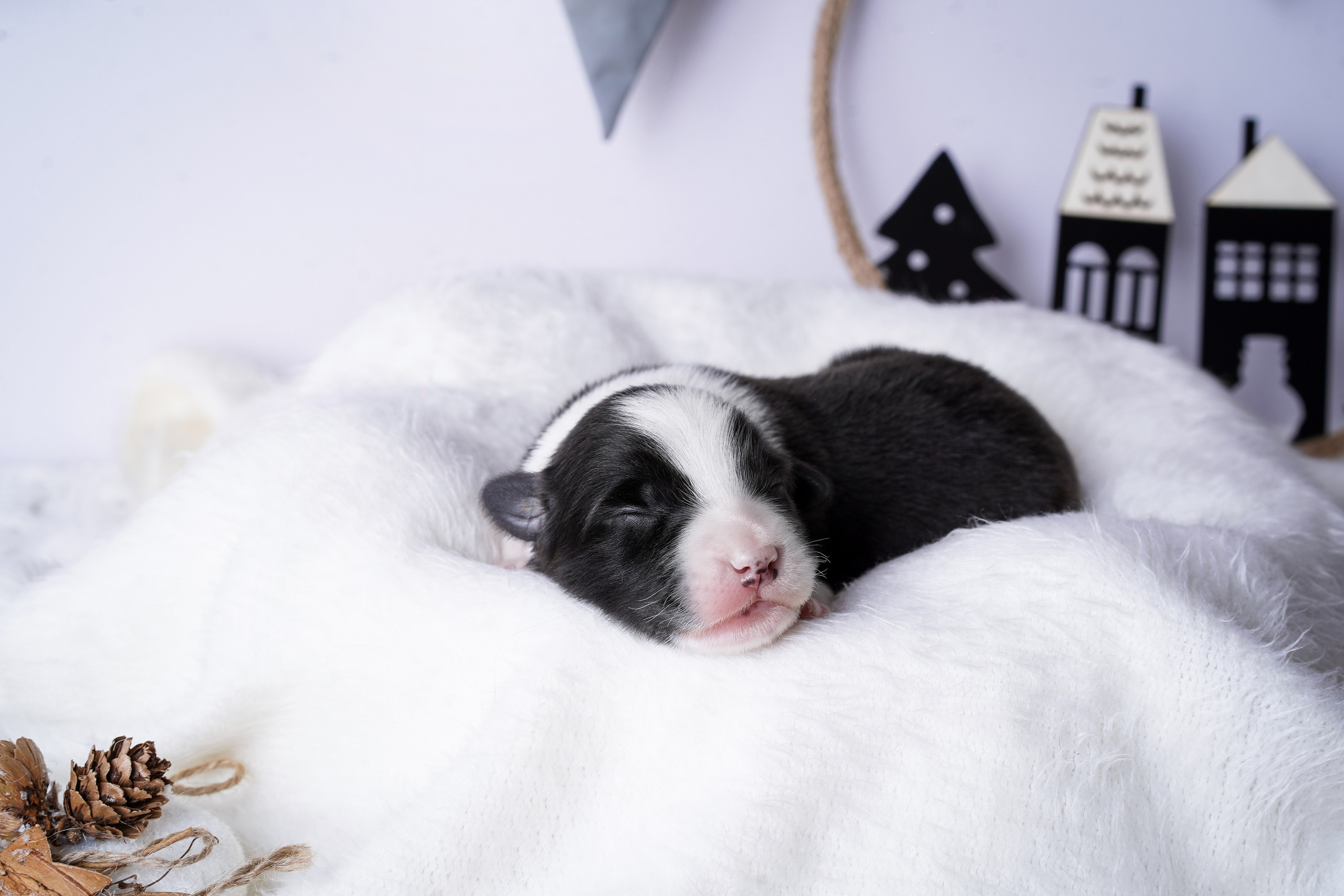 Щенки австралийской овчарки. Фотограф-анималист в Санкт-Петербурге Яна Мартынова