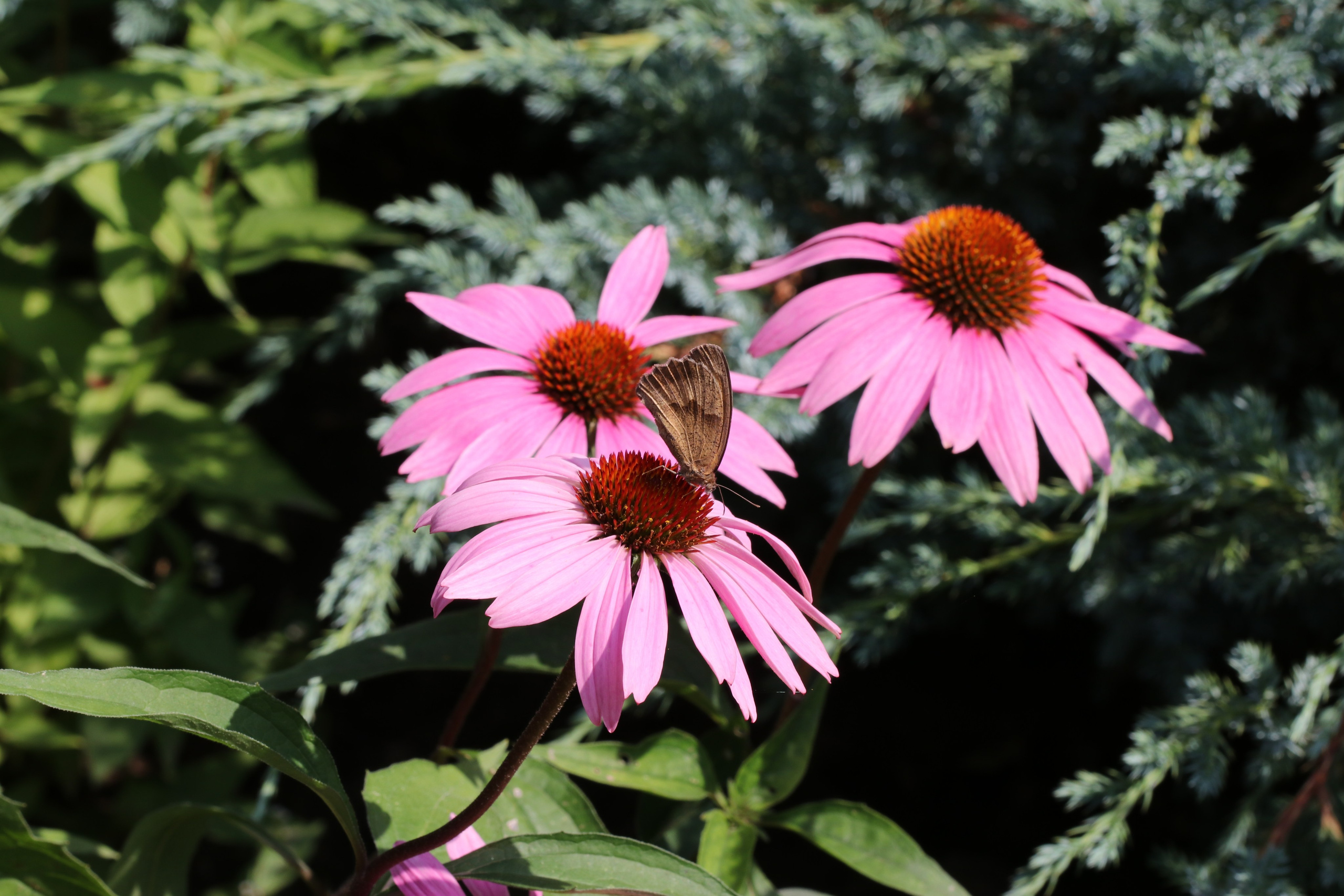 Эхинацея из Кисловодска. Фото-художник и Репортажный фотограф Николаев Александр Алексеевич