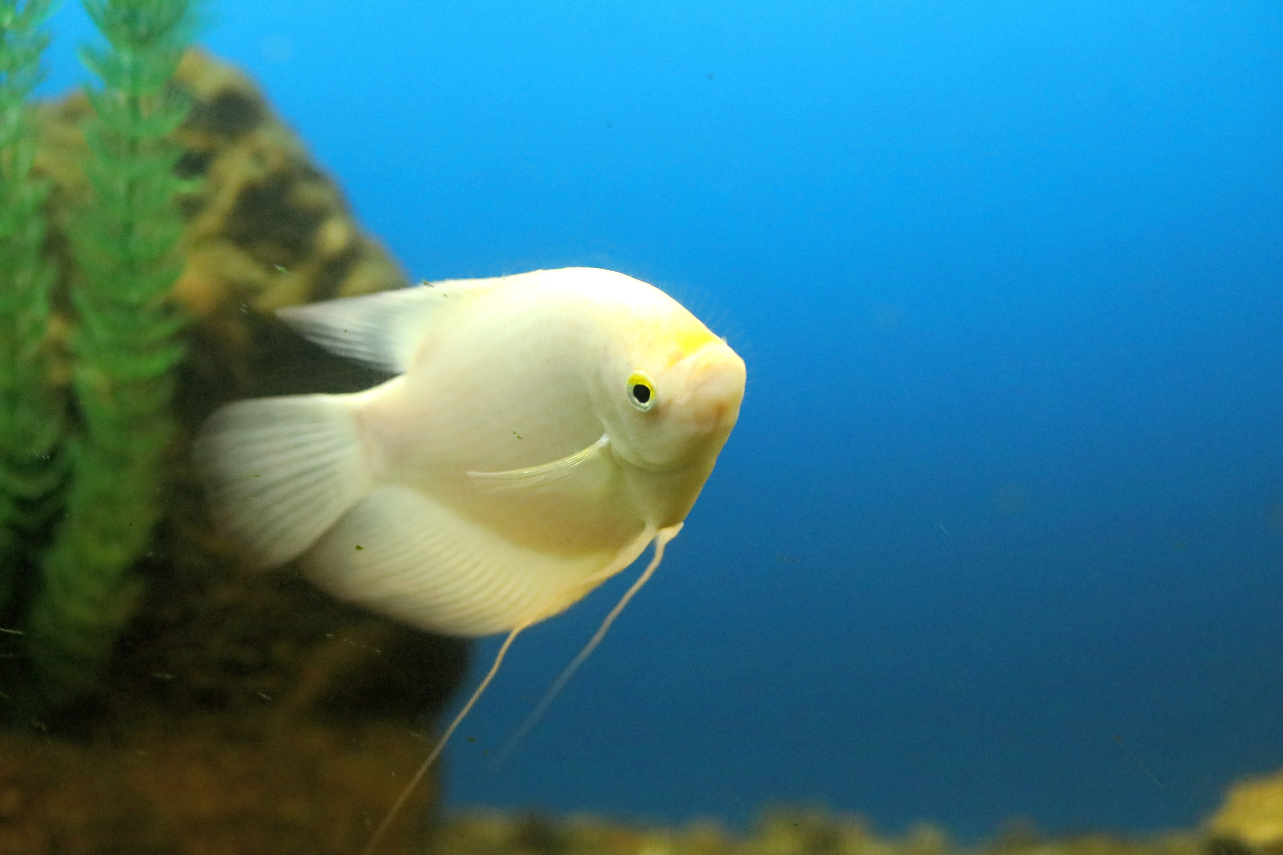 Ростовский зоопарк. Фото-художник и Репортажный фотограф Николаев Александр Алексеевич