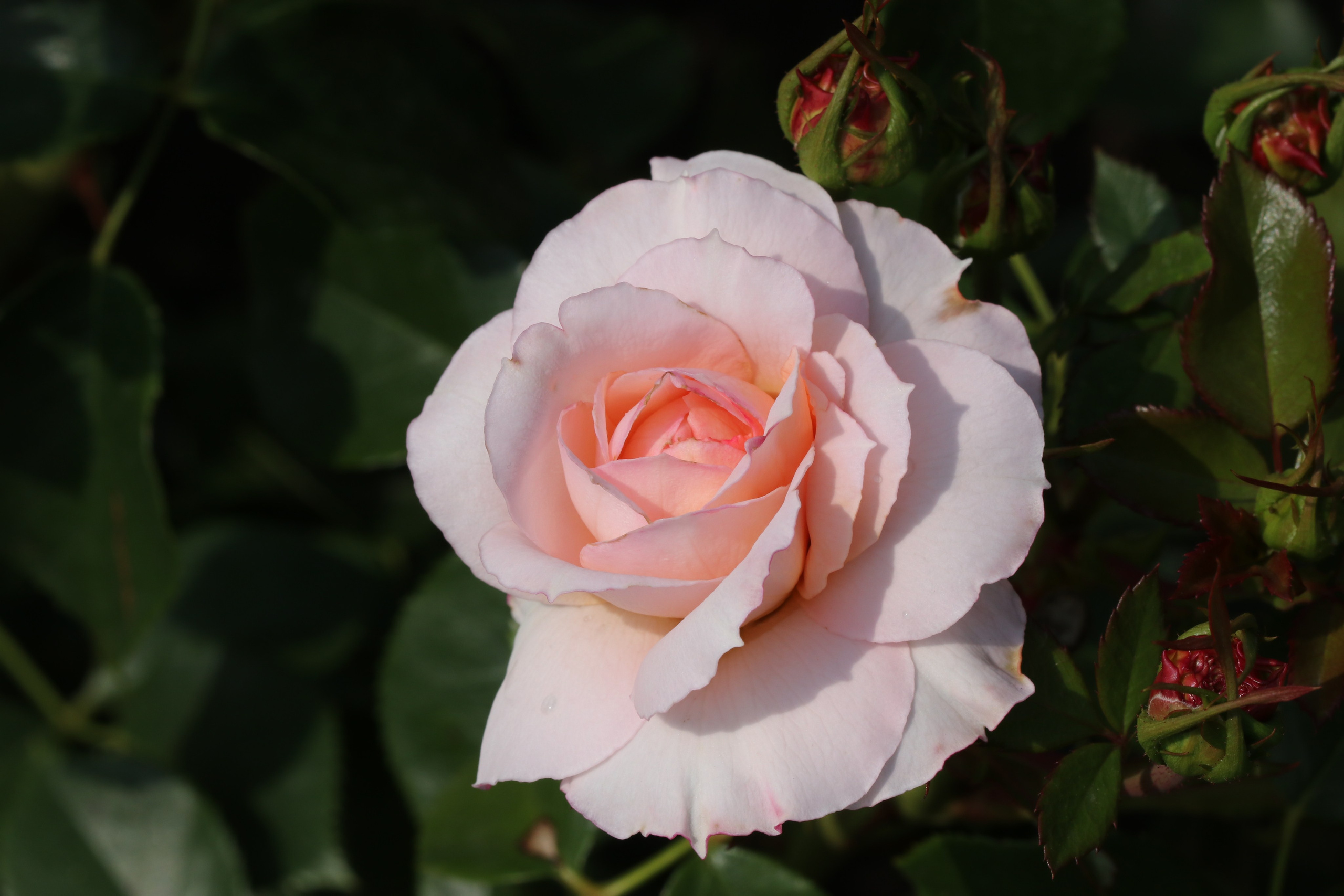 Долина роз в Кисловодске. Фото-художник и Репортажный фотограф Николаев Александр Алексеевич