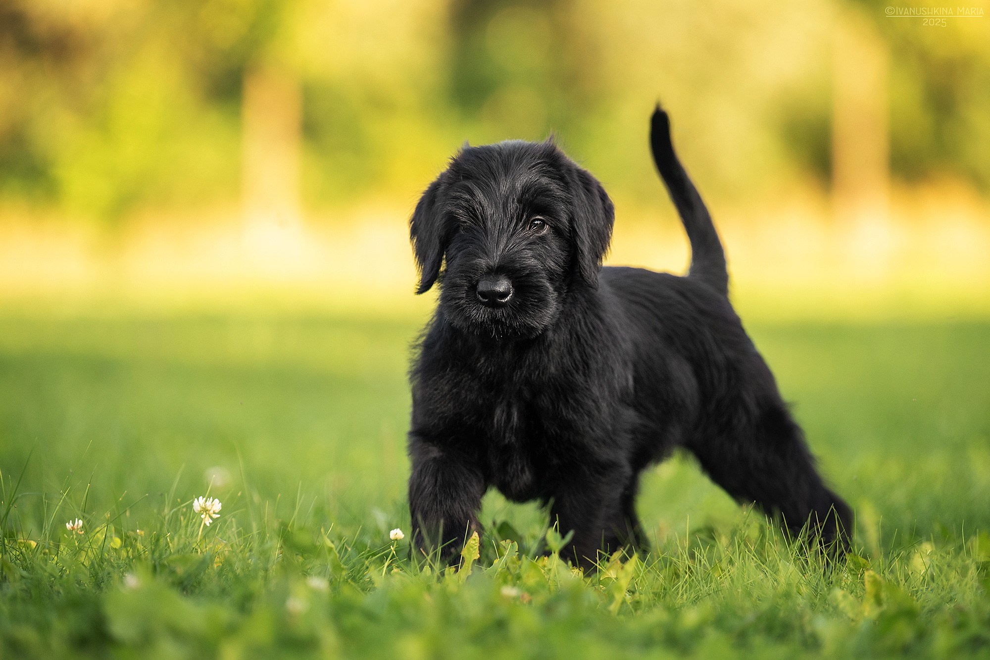 Фотосессия щенков на продажу. Фотограф собак в Москве и Московской области Иванушкина Мария