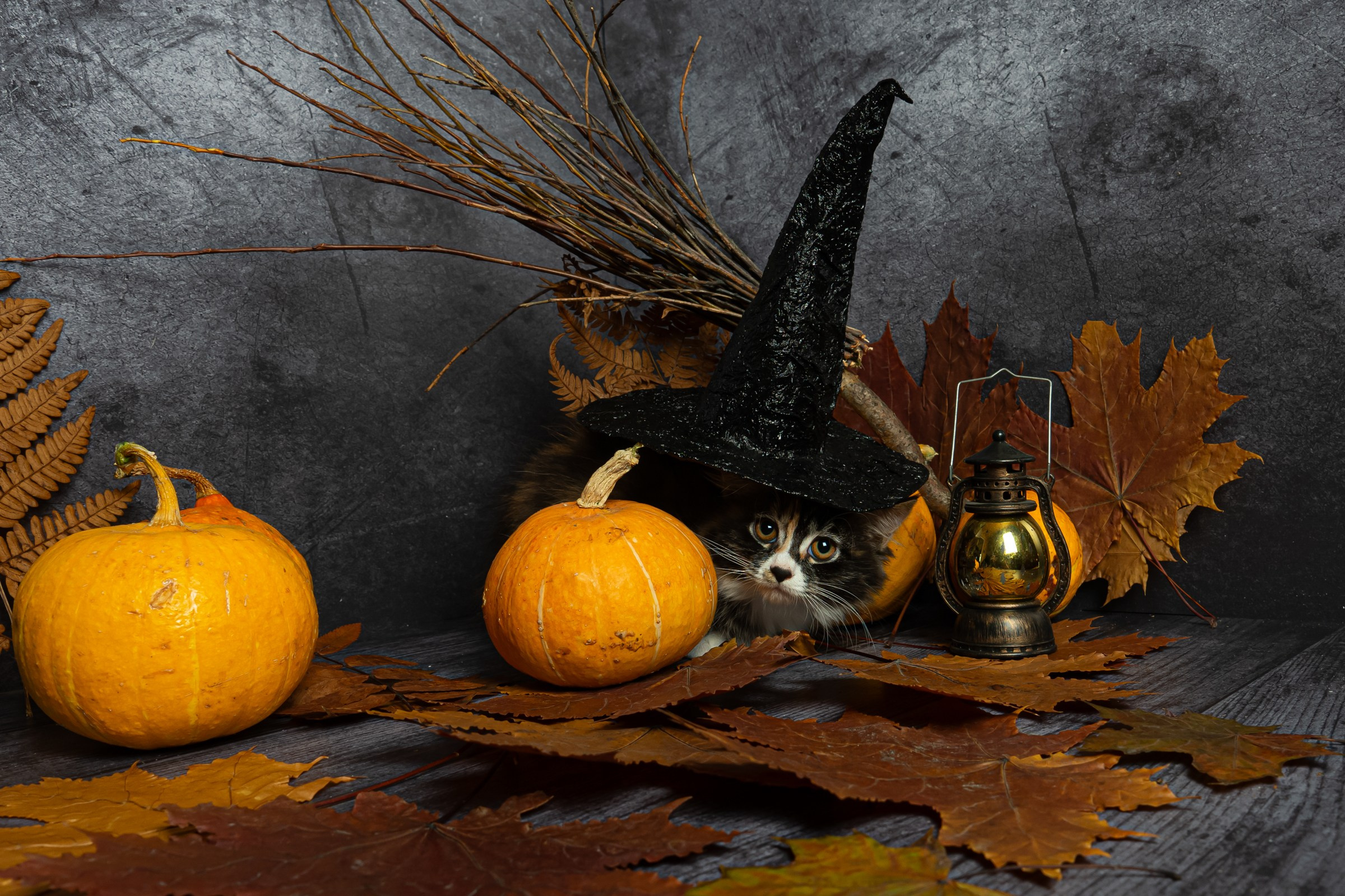 Курильский бобтейл. Фотограф на Камчатке Анна Моргачёва. Семейные и детские съёмки